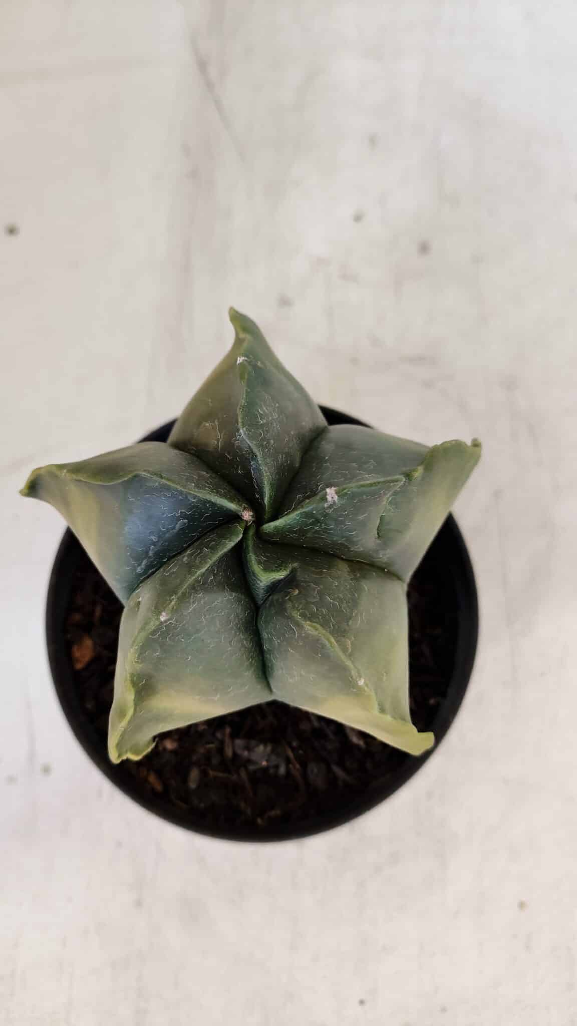 ASTROPHYTUM MYRIOSTIGMA "Variegata" Nº 1021 – vaso 11 - foto 3