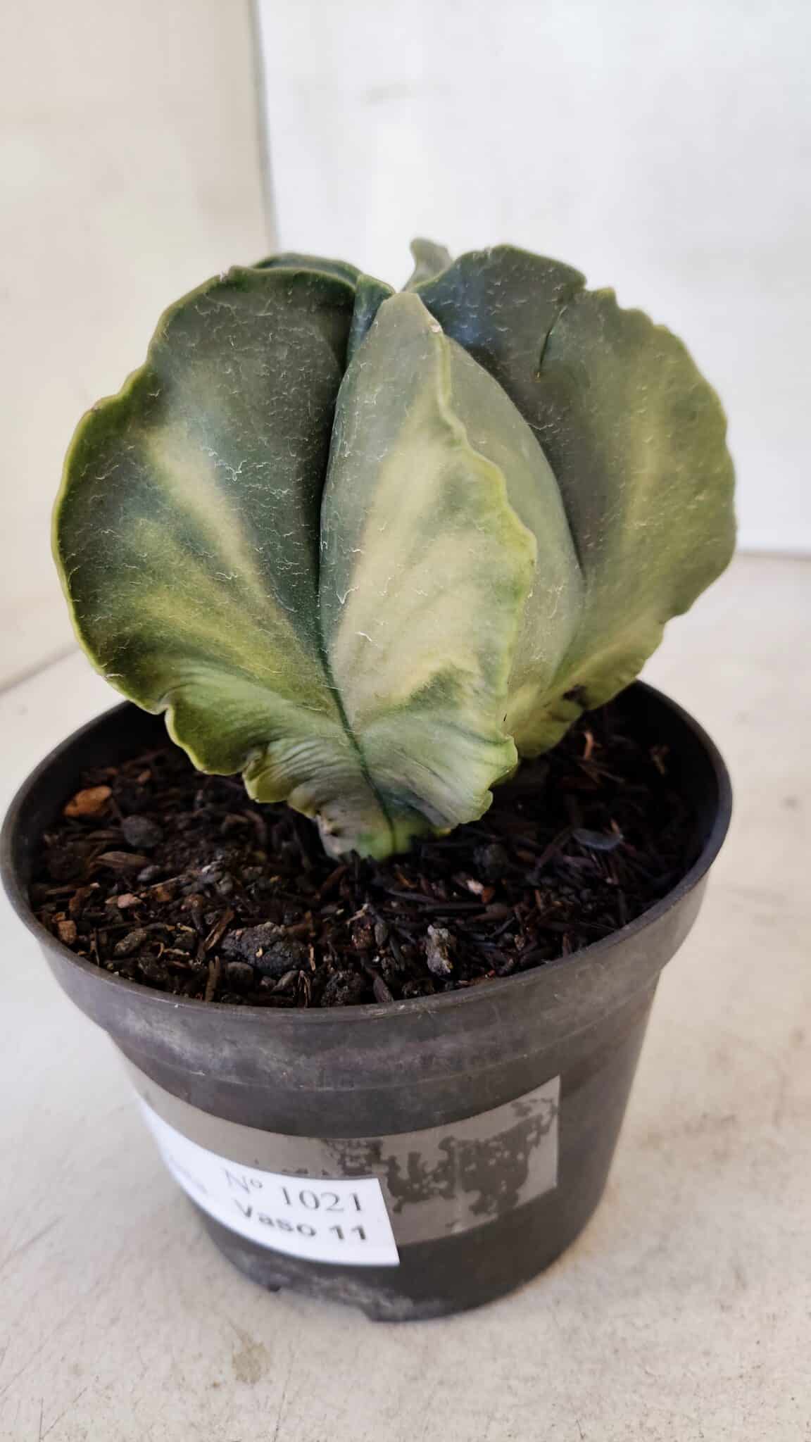ASTROPHYTUM MYRIOSTIGMA "Variegata" Nº 1021 – vaso 11 - foto 8