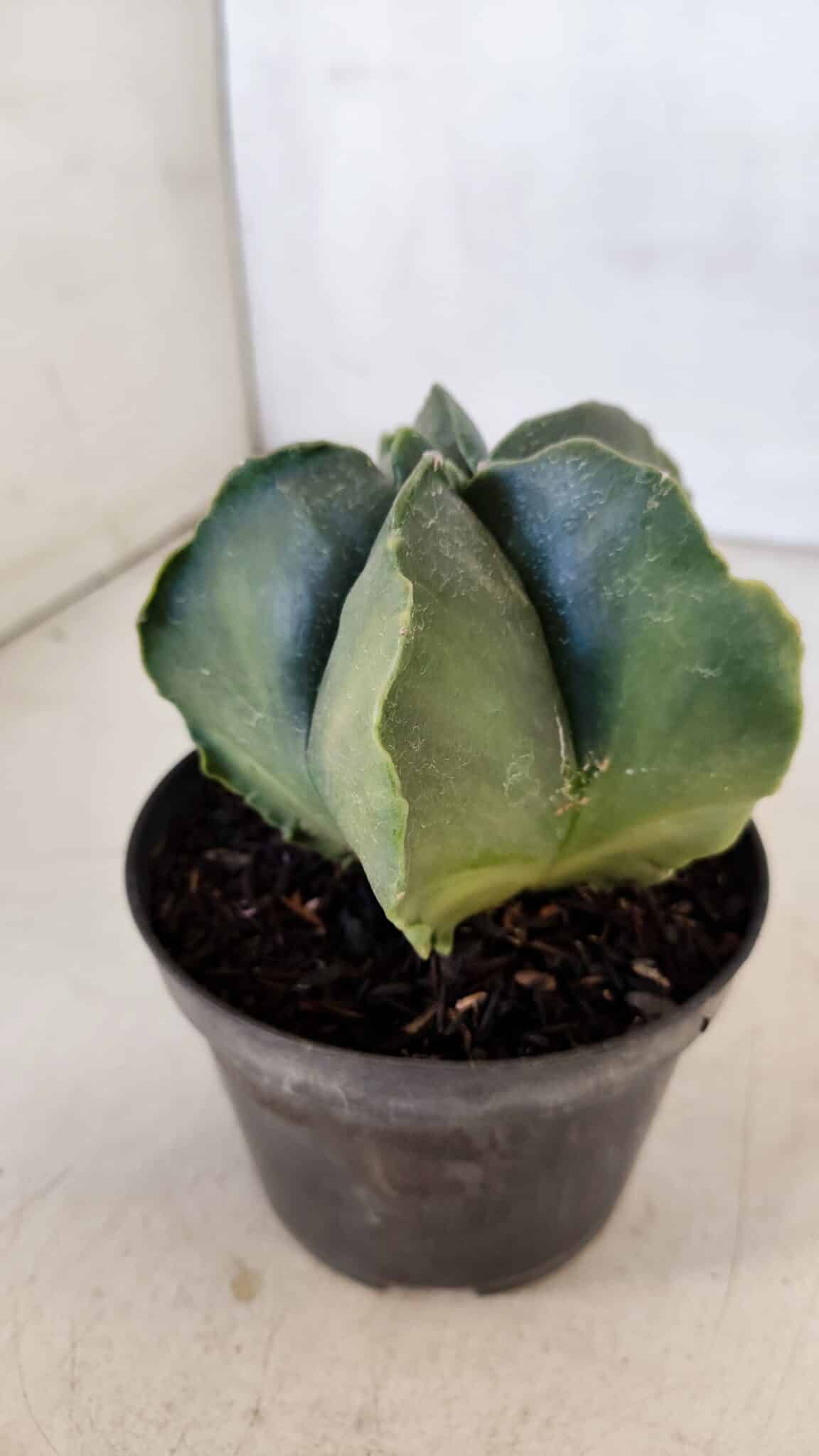 ASTROPHYTUM MYRIOSTIGMA "Variegata" Nº 1021 – vaso 11 - foto 7
