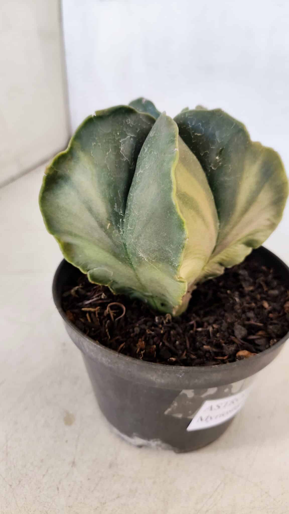 ASTROPHYTUM MYRIOSTIGMA "Variegata" Nº 1021 – vaso 11 - foto 6