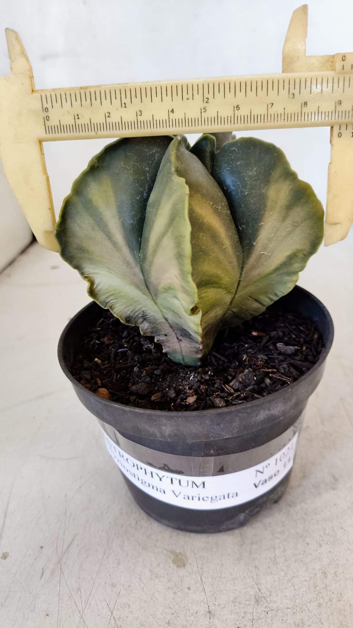 ASTROPHYTUM MYRIOSTIGMA "Variegata" Nº 1021 – vaso 11 - foto 4