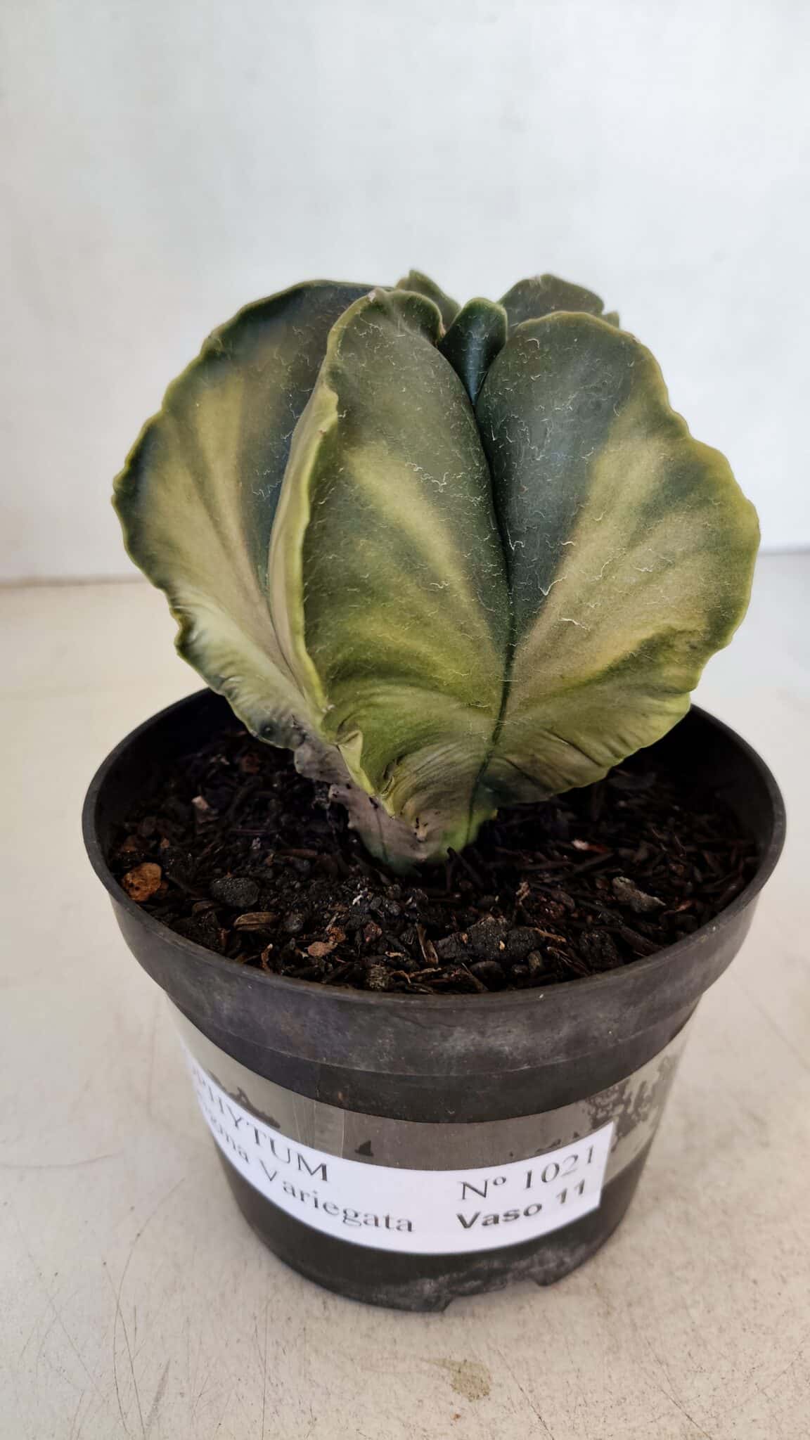 ASTROPHYTUM MYRIOSTIGMA "Variegata" Nº 1021 – vaso 11 - foto 5