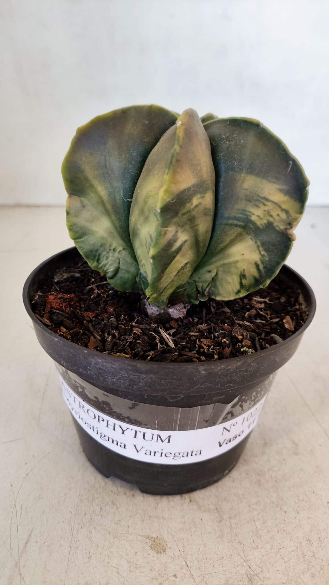 ASTROPHYTUM MYRIOSTIGMA "Variegata" Nº 1022 – vaso 11 - foto 2