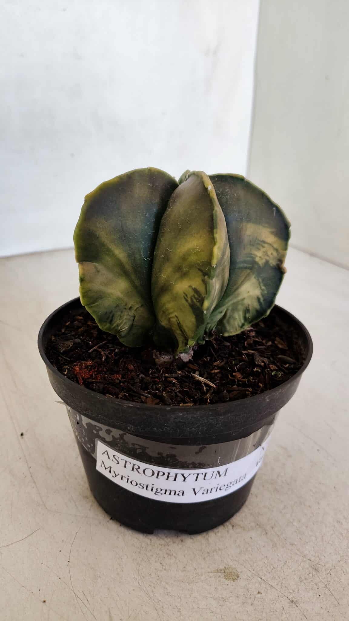 ASTROPHYTUM MYRIOSTIGMA "Variegata" Nº 1022 – vaso 11 - foto 10