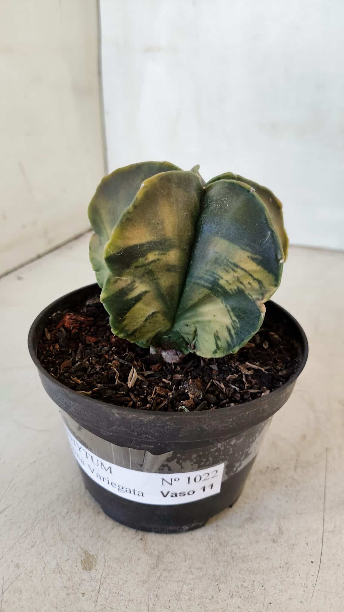 ASTROPHYTUM MYRIOSTIGMA "Variegata" Nº 1022 – vaso 11 - foto 9