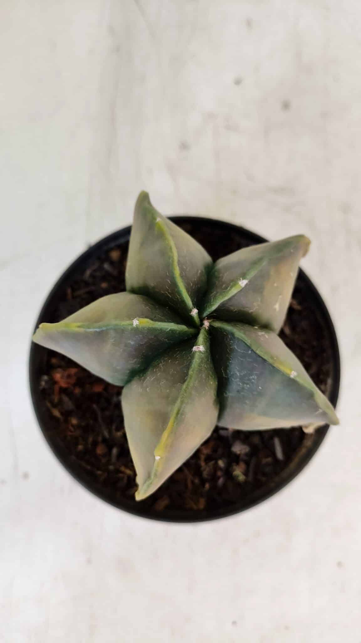 ASTROPHYTUM MYRIOSTIGMA "Variegata" Nº 1022 – vaso 11 - foto 3
