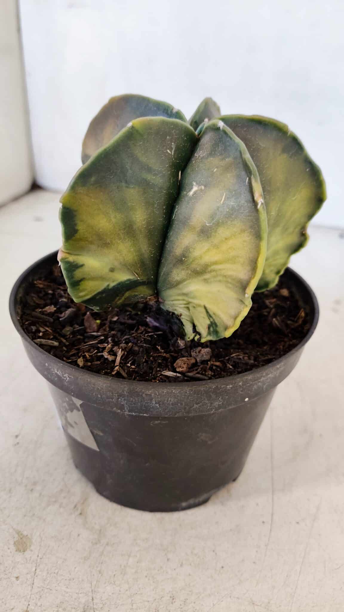 ASTROPHYTUM MYRIOSTIGMA "Variegata" Nº 1022 – vaso 11 - foto 6