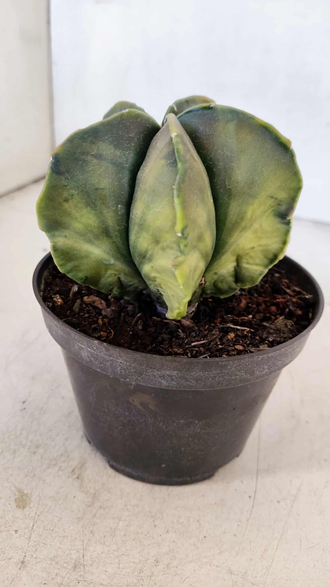 ASTROPHYTUM MYRIOSTIGMA "Variegata" Nº 1022 – vaso 11 - foto 8