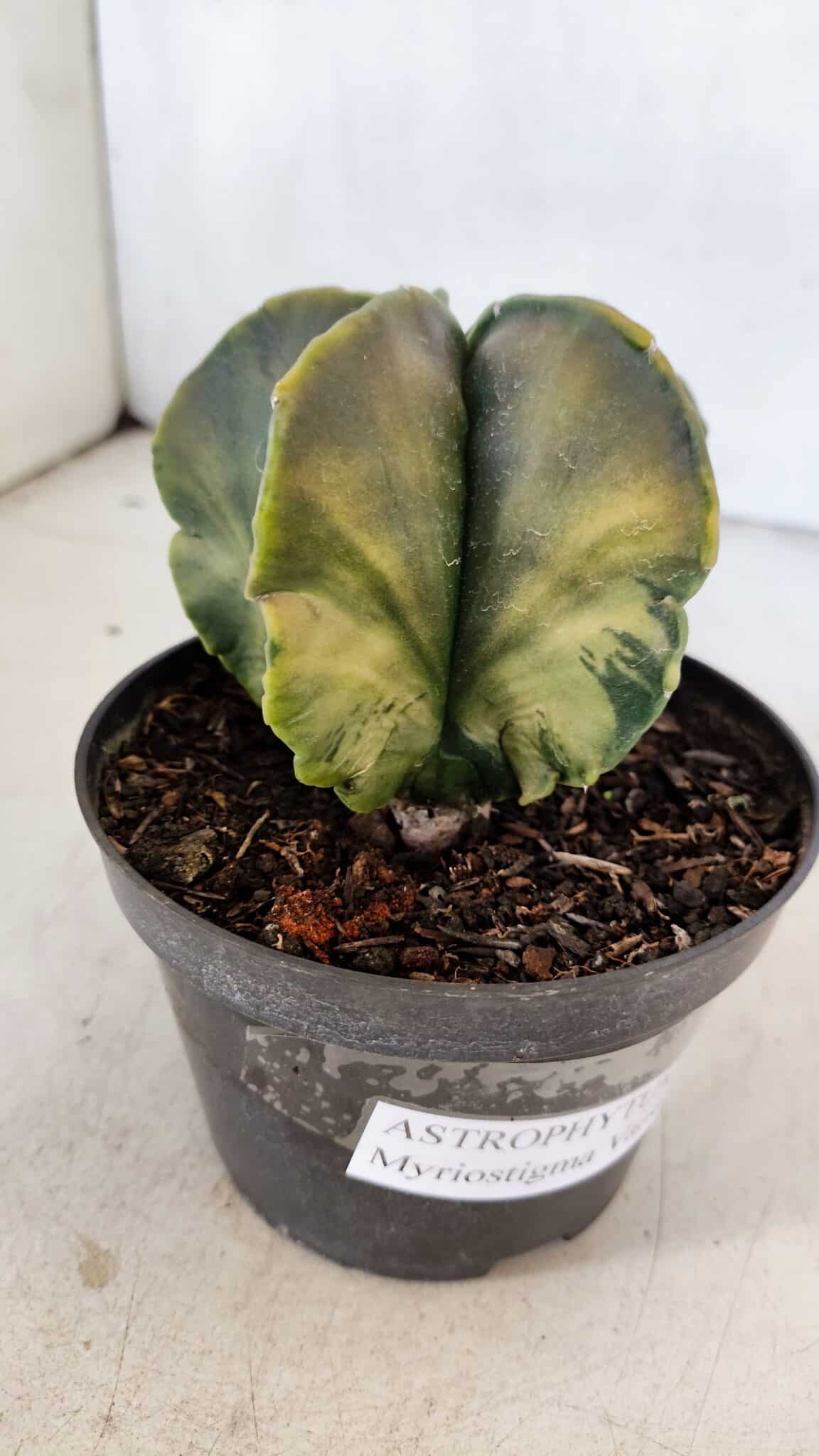 ASTROPHYTUM MYRIOSTIGMA "Variegata" Nº 1022 – vaso 11 - foto 7