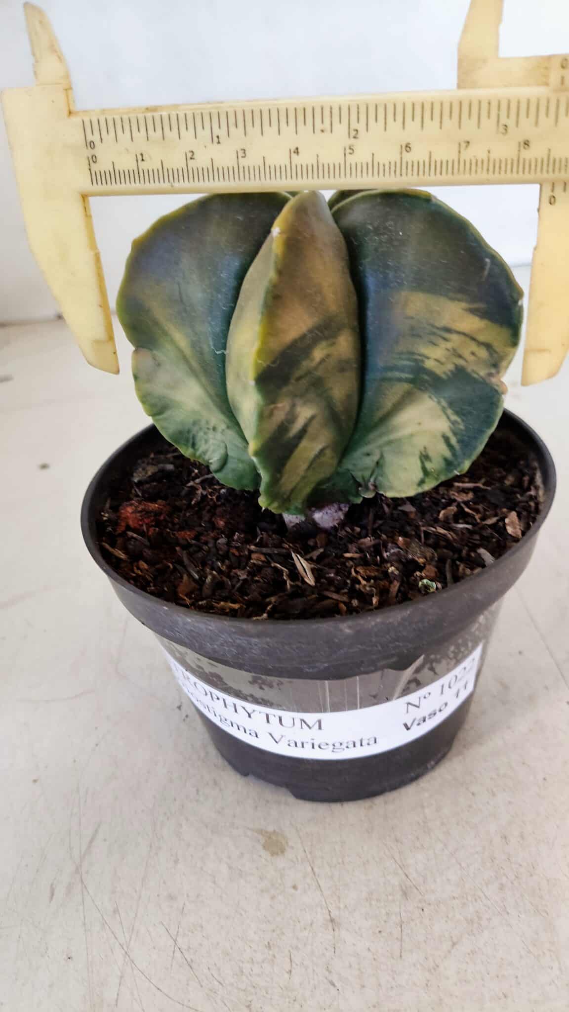 ASTROPHYTUM MYRIOSTIGMA "Variegata" Nº 1022 – vaso 11 - foto 4