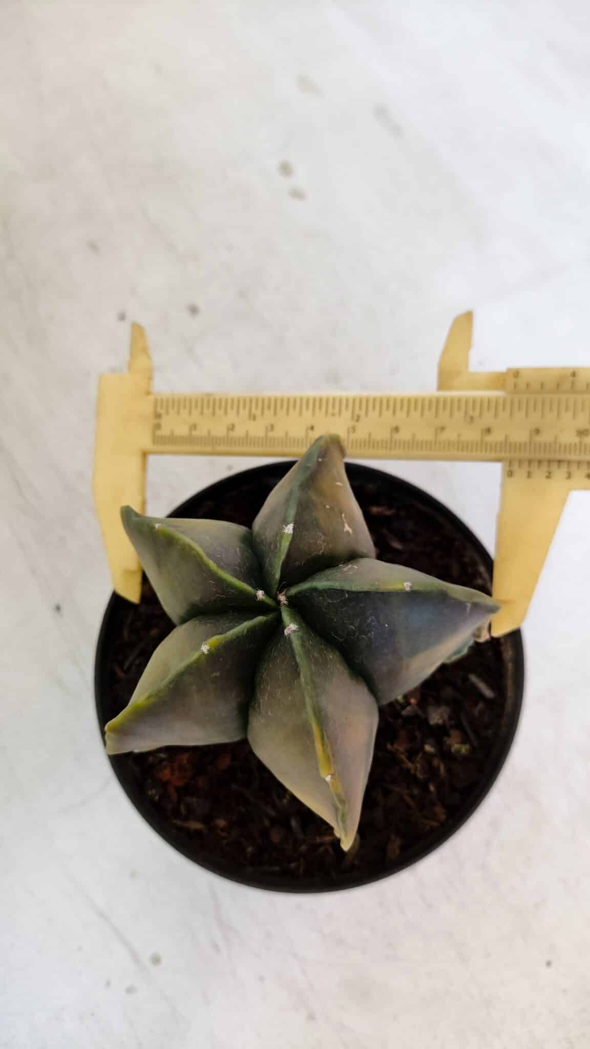 ASTROPHYTUM MYRIOSTIGMA "Variegata" Nº 1022 – vaso 11 - foto 5