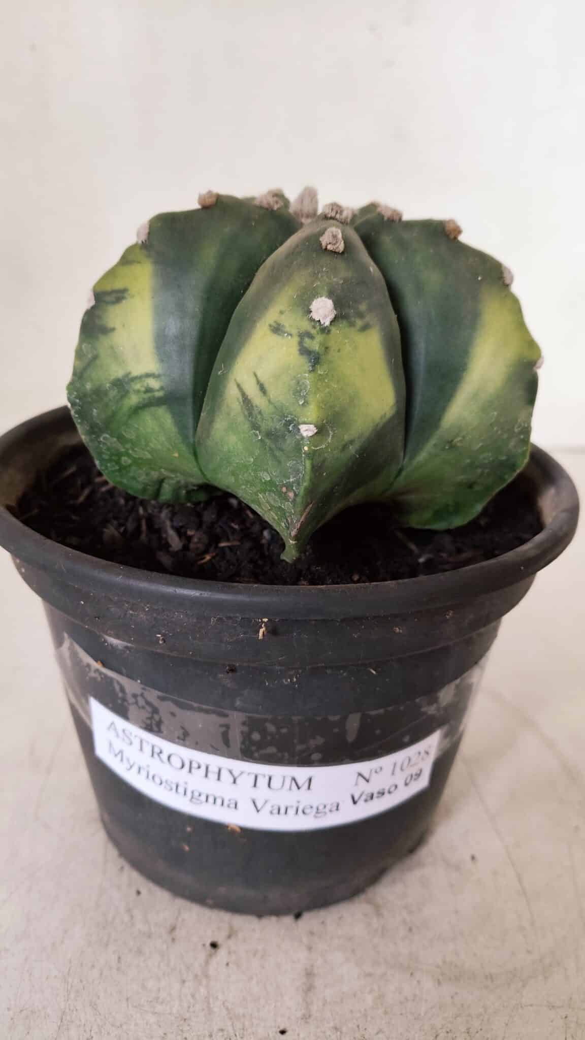 ASTROPHYTUM MYRIOSTIGMA "Variegata" Nº 1028 – vaso 15