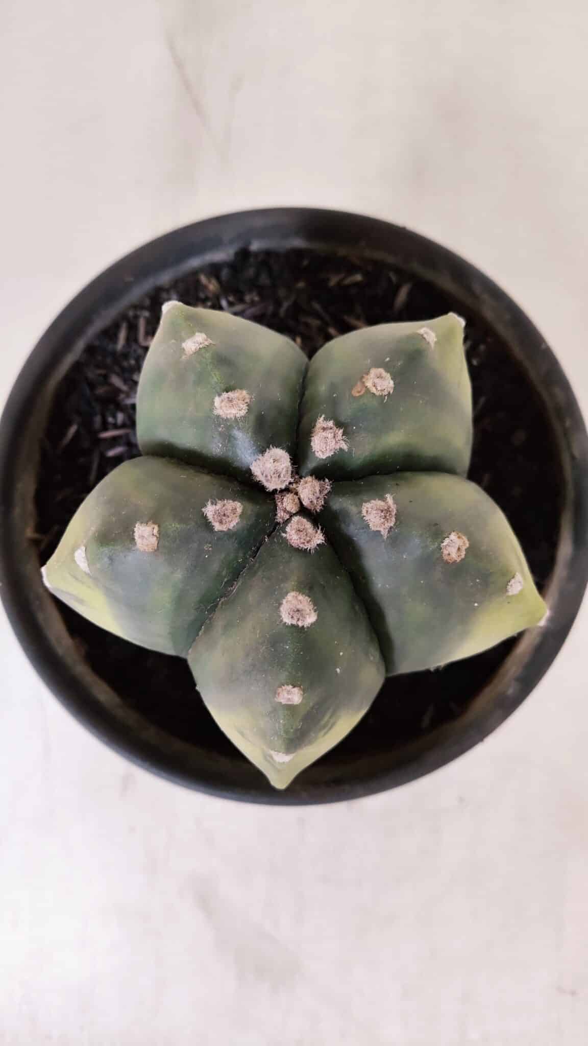 ASTROPHYTUM MYRIOSTIGMA "Variegata" Nº 1028 – vaso 15
