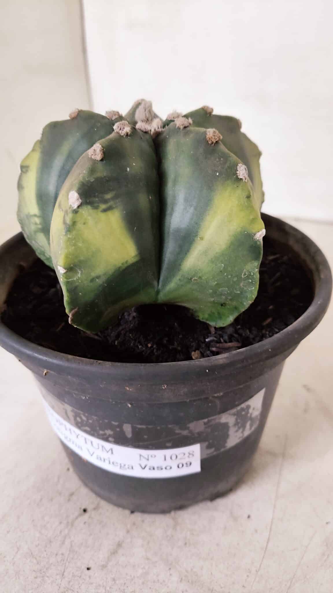 ASTROPHYTUM MYRIOSTIGMA "Variegata" Nº 1028 – vaso 15