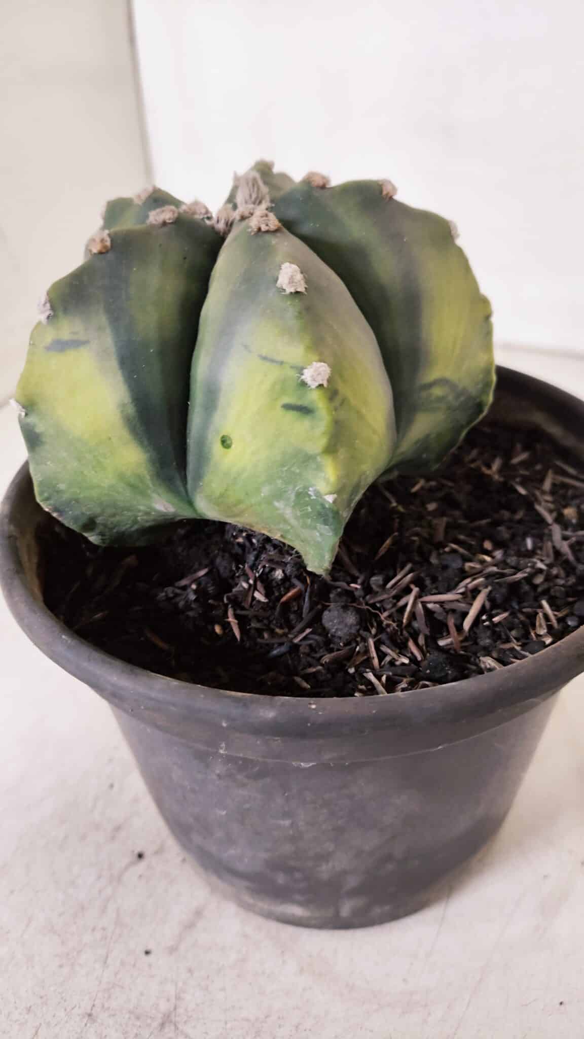 ASTROPHYTUM MYRIOSTIGMA "Variegata" Nº 1028 – vaso 15