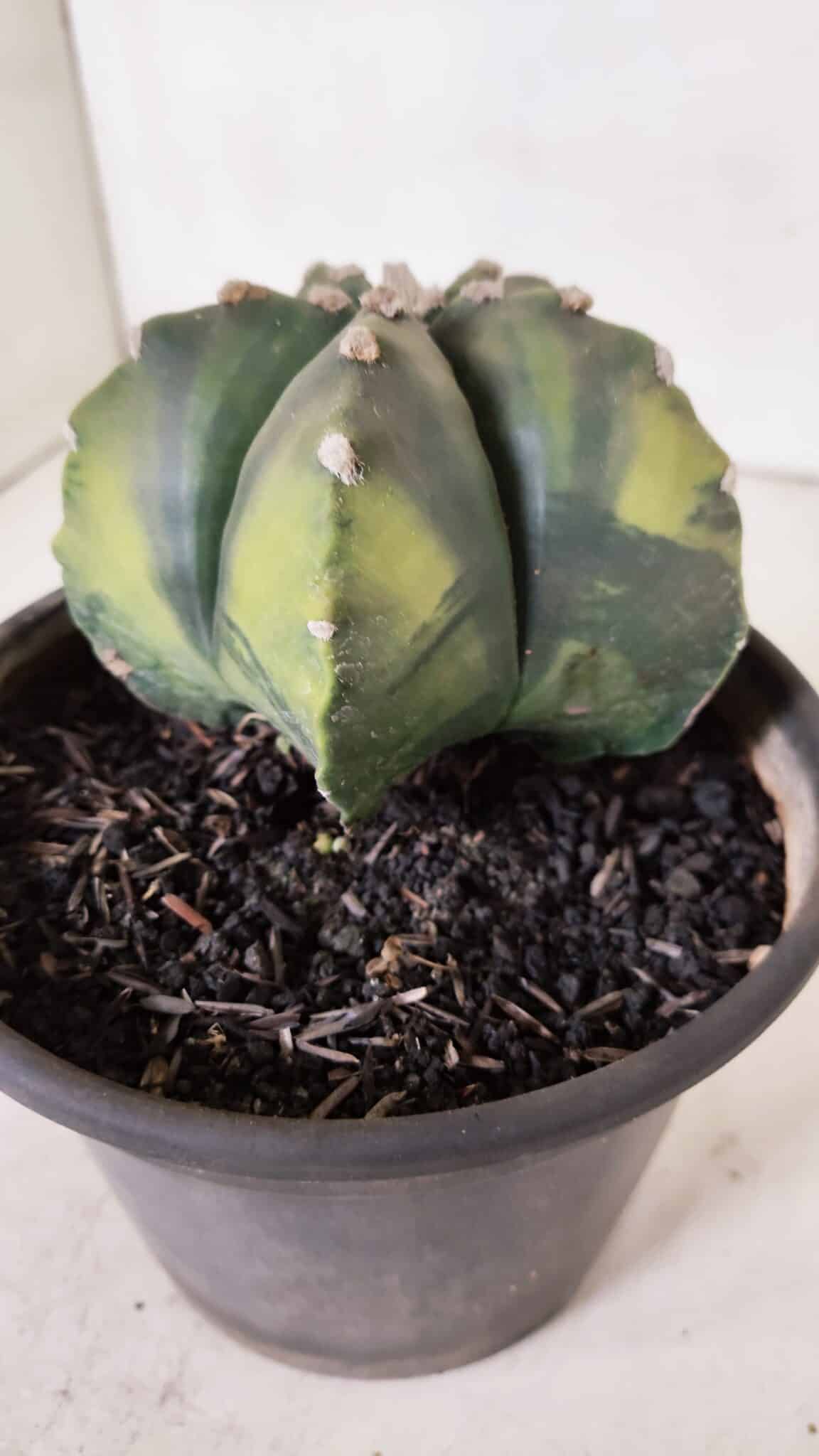 ASTROPHYTUM MYRIOSTIGMA "Variegata" Nº 1028 – vaso 15