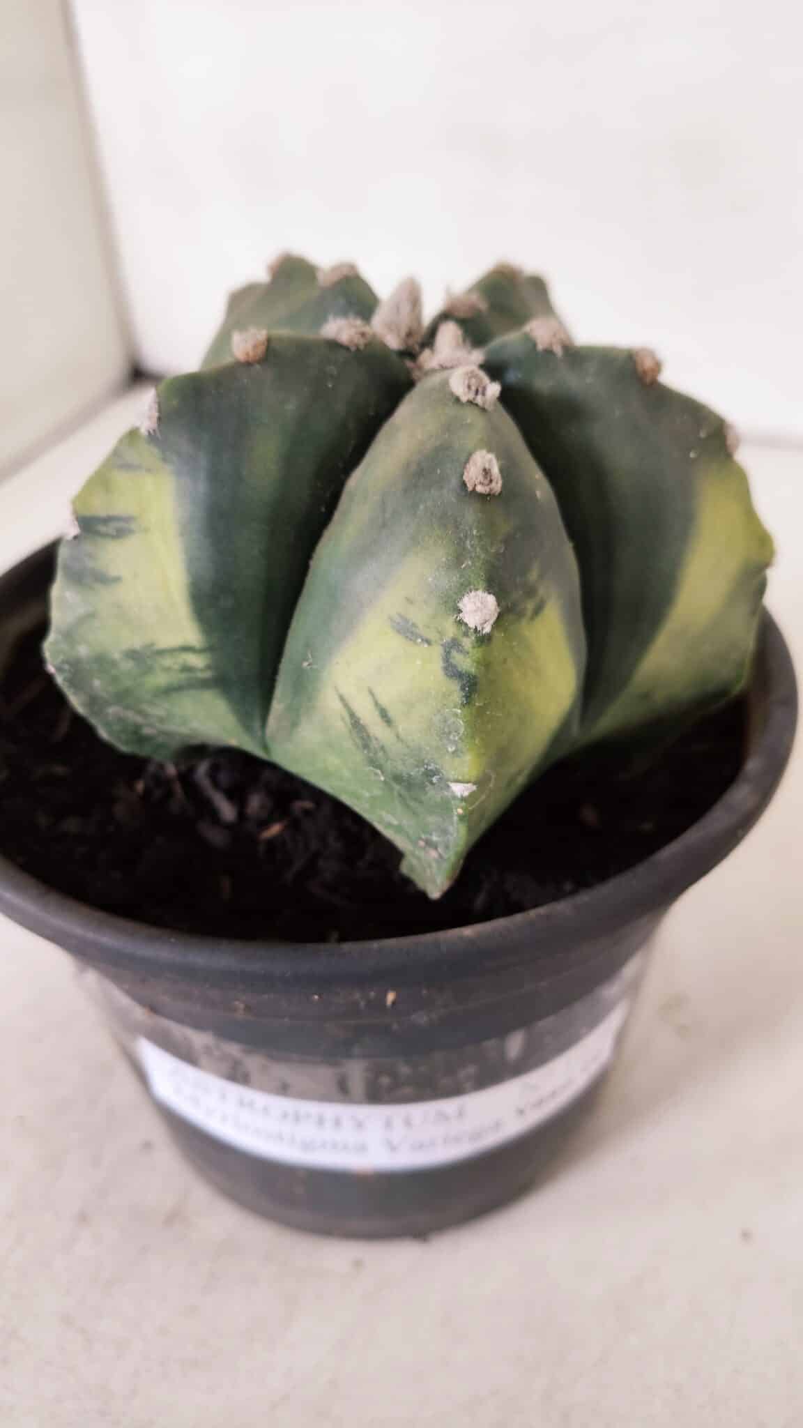ASTROPHYTUM MYRIOSTIGMA "Variegata" Nº 1028 – vaso 15