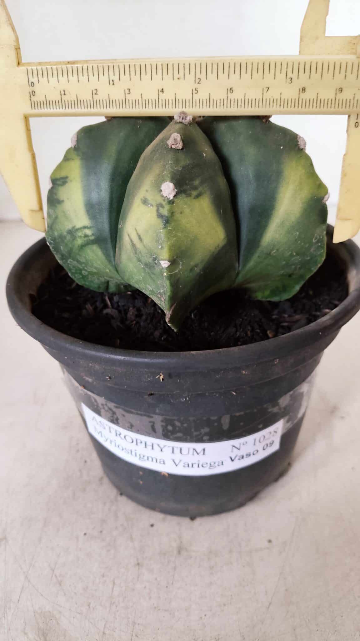 ASTROPHYTUM MYRIOSTIGMA "Variegata" Nº 1028 – vaso 15