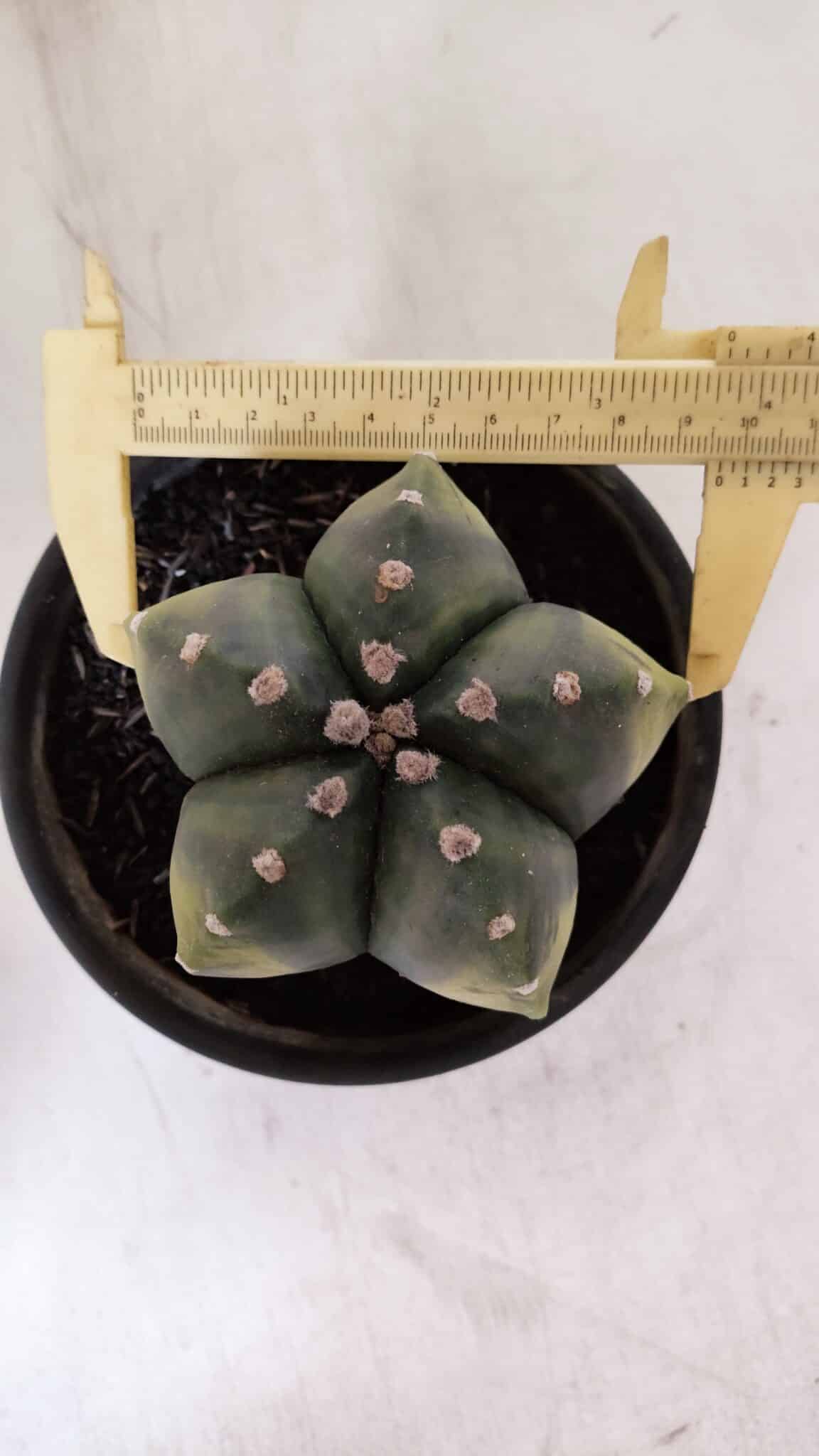ASTROPHYTUM MYRIOSTIGMA "Variegata" Nº 1028 – vaso 15