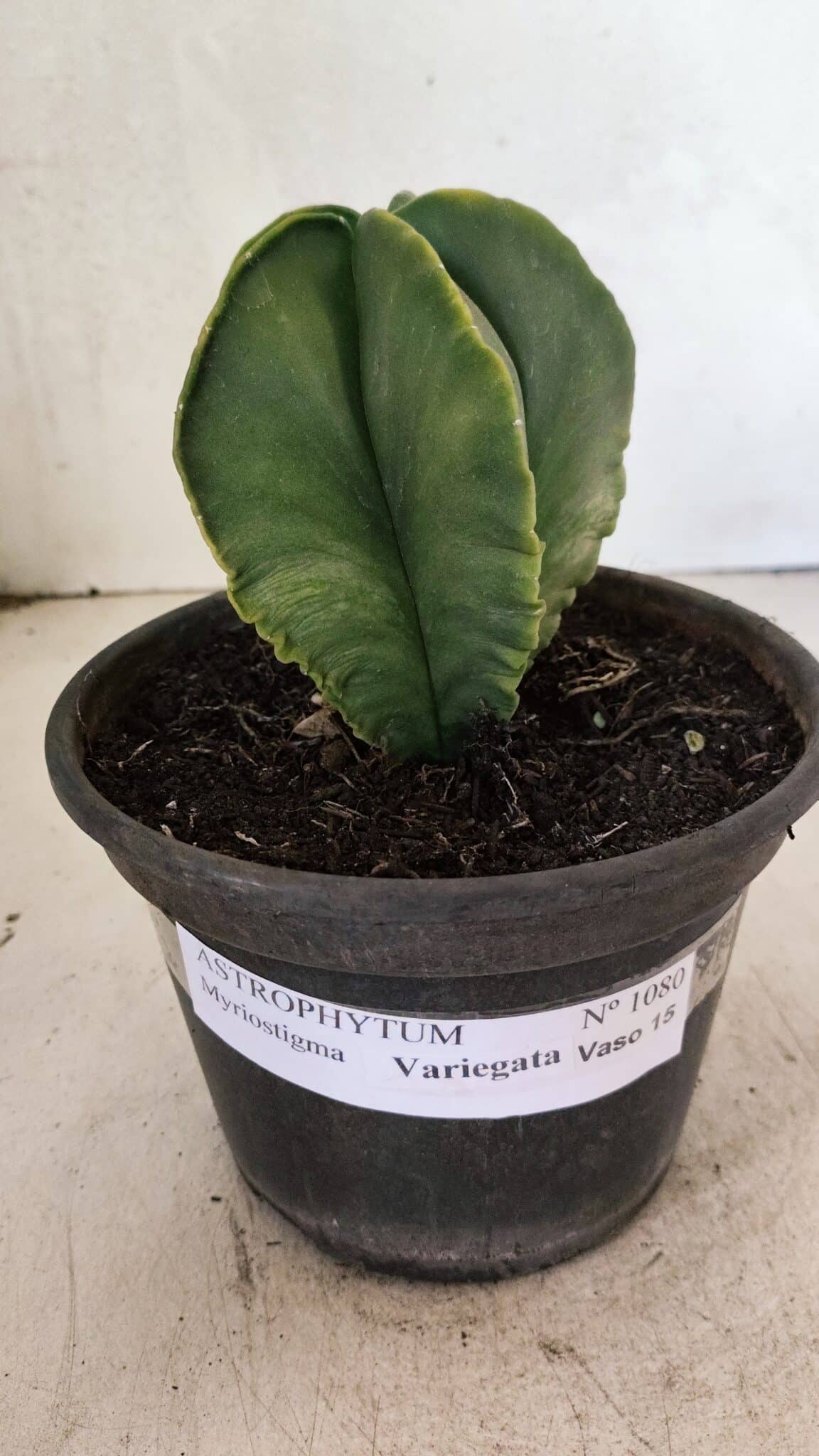ASTROPHYTUM MYRIOSTIGMA "Variegata" Nº 1080 – vaso 15 - foto 2
