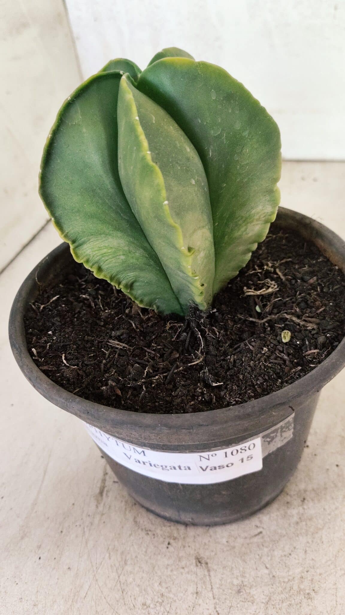 ASTROPHYTUM MYRIOSTIGMA "Variegata" Nº 1080 – vaso 15 - foto 6