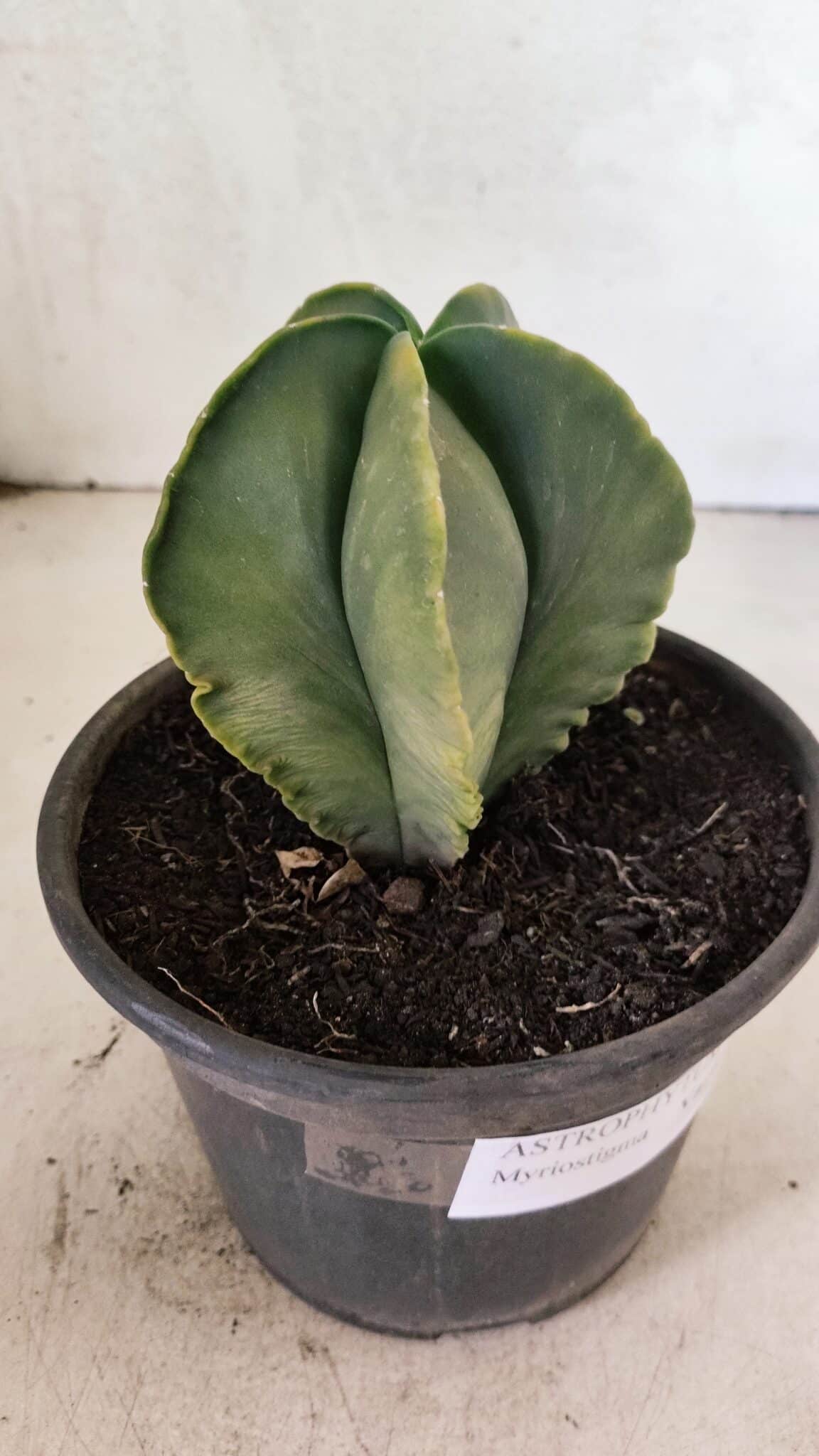ASTROPHYTUM MYRIOSTIGMA "Variegata" Nº 1080 – vaso 15 - foto 7