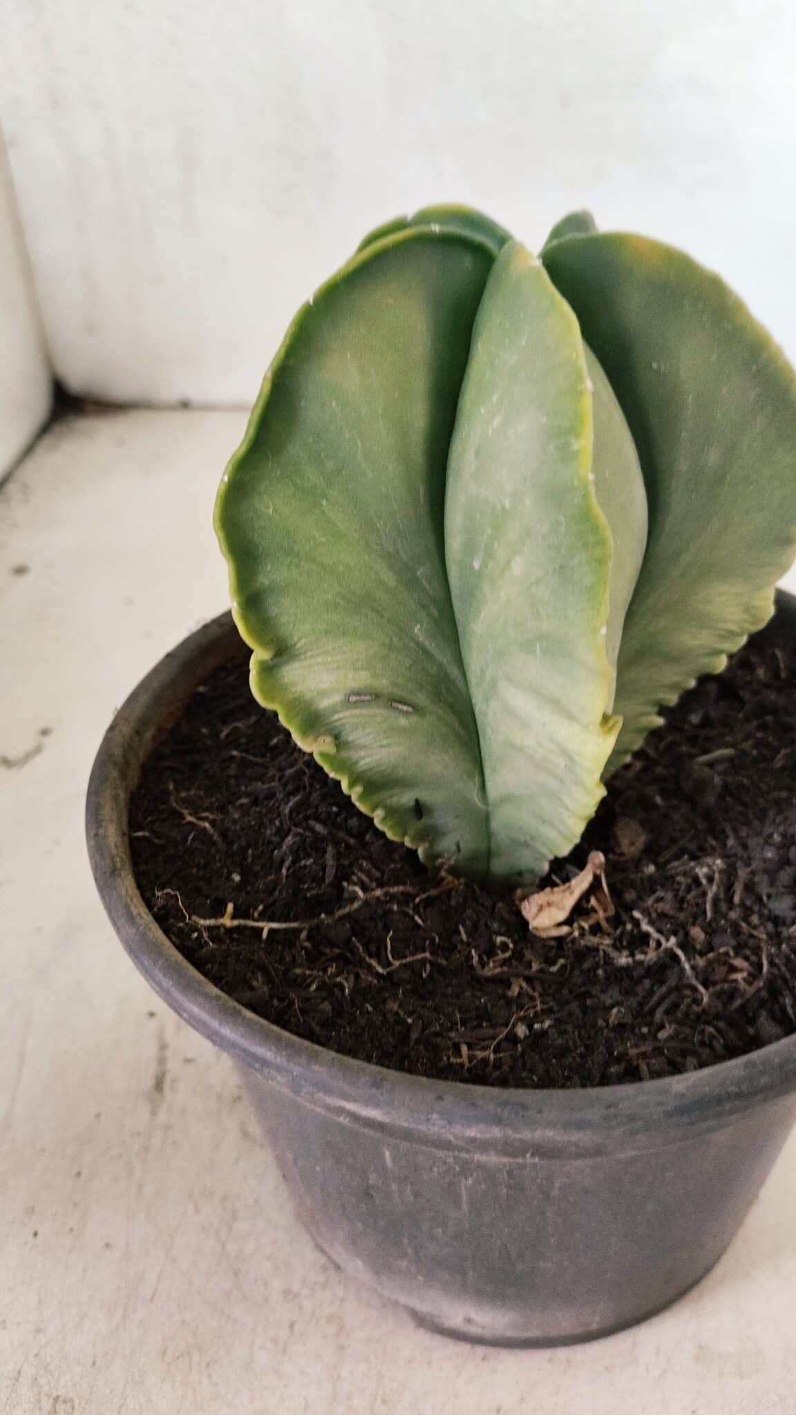 ASTROPHYTUM MYRIOSTIGMA "Variegata" Nº 1080 – vaso 15 - foto 8