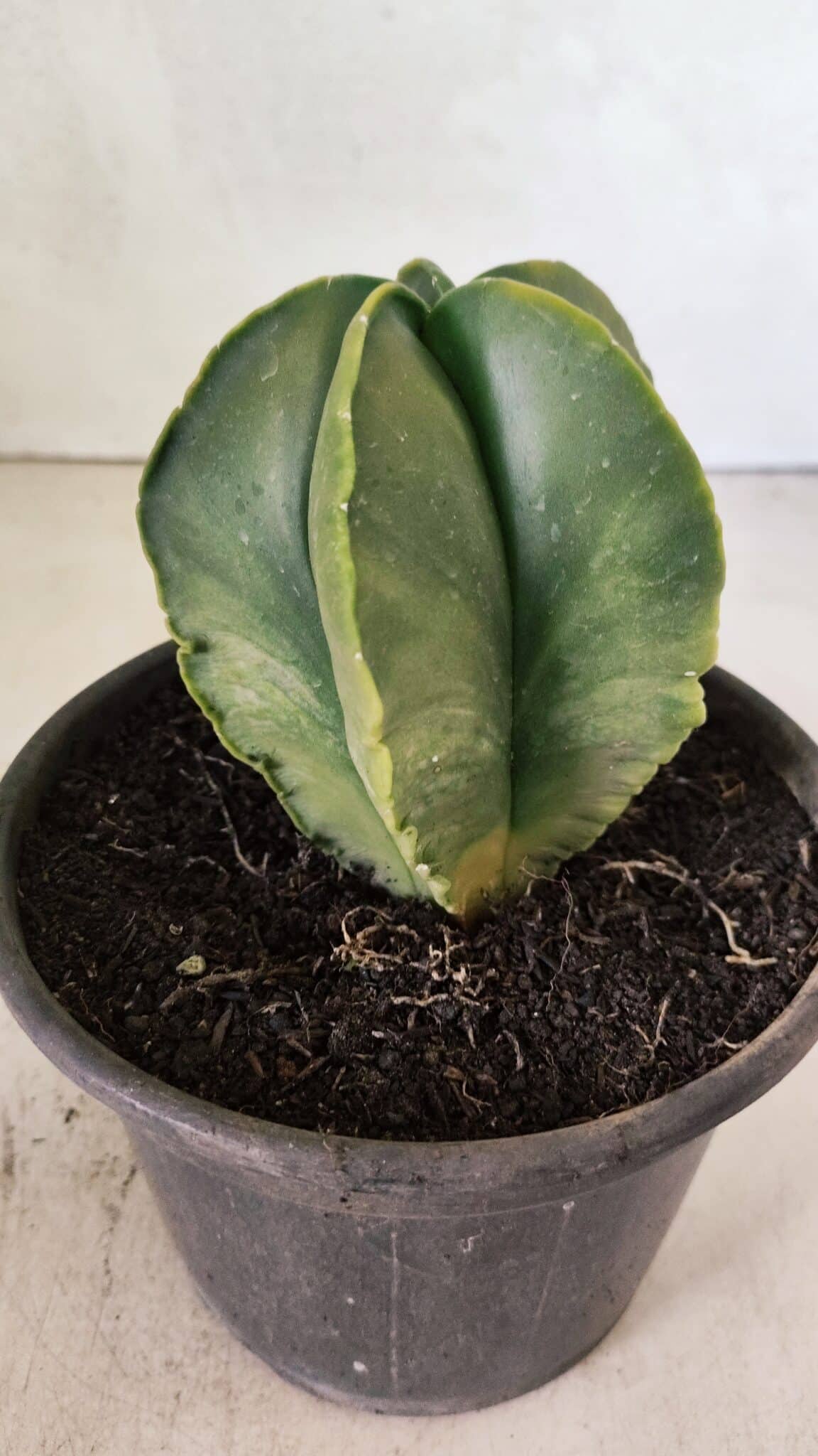 ASTROPHYTUM MYRIOSTIGMA "Variegata" Nº 1080 – vaso 15 - foto 9