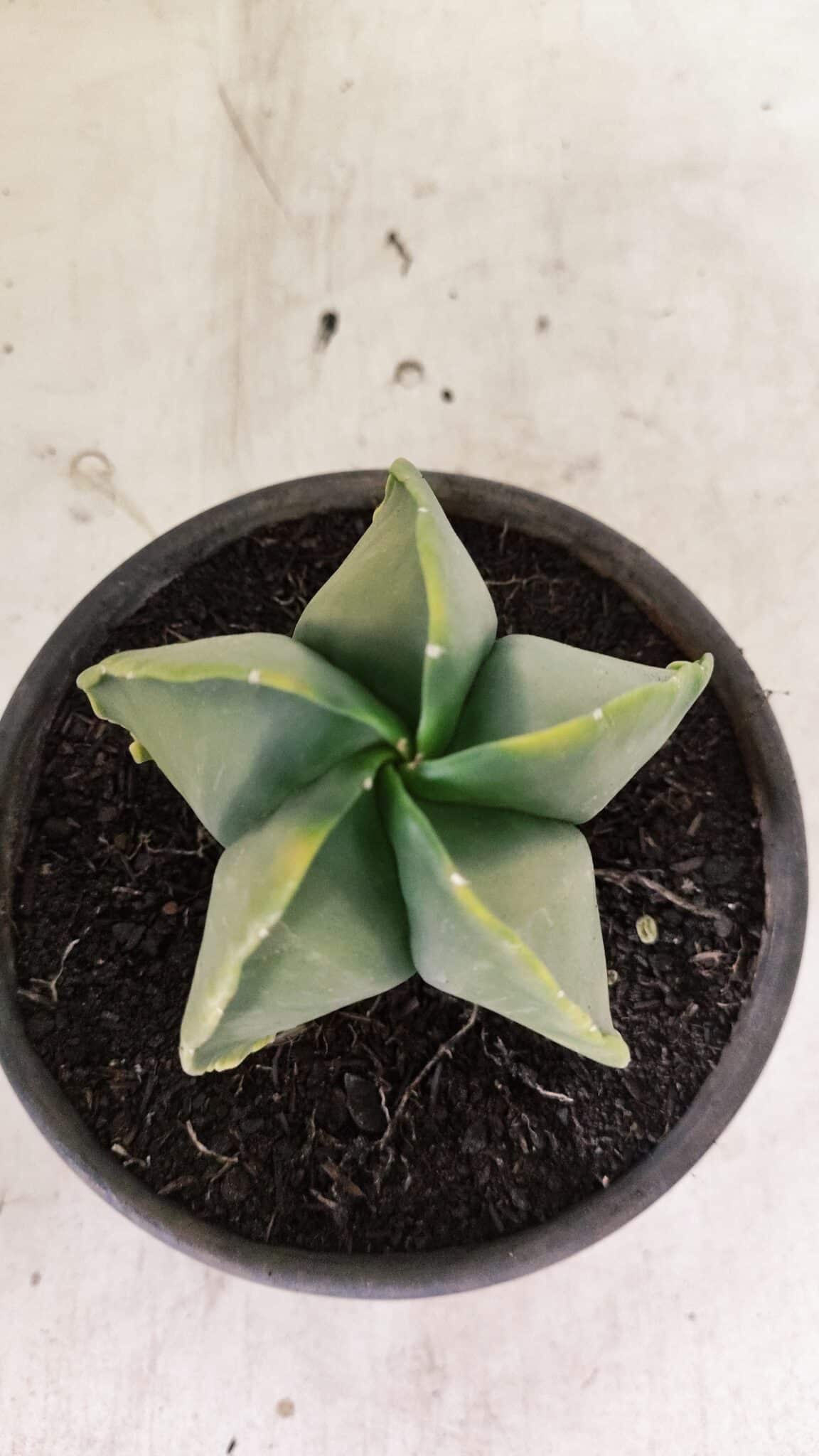 ASTROPHYTUM MYRIOSTIGMA "Variegata" Nº 1080 – vaso 15 - foto 3