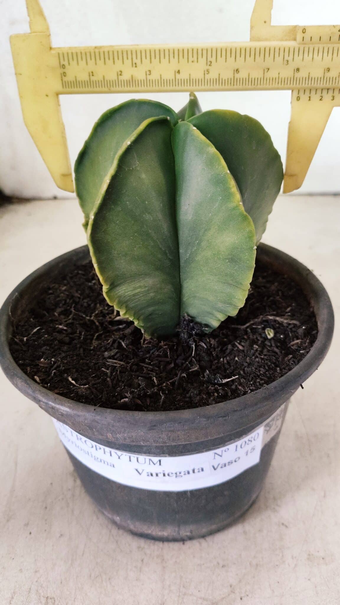 ASTROPHYTUM MYRIOSTIGMA "Variegata" Nº 1080 – vaso 15 - foto 4