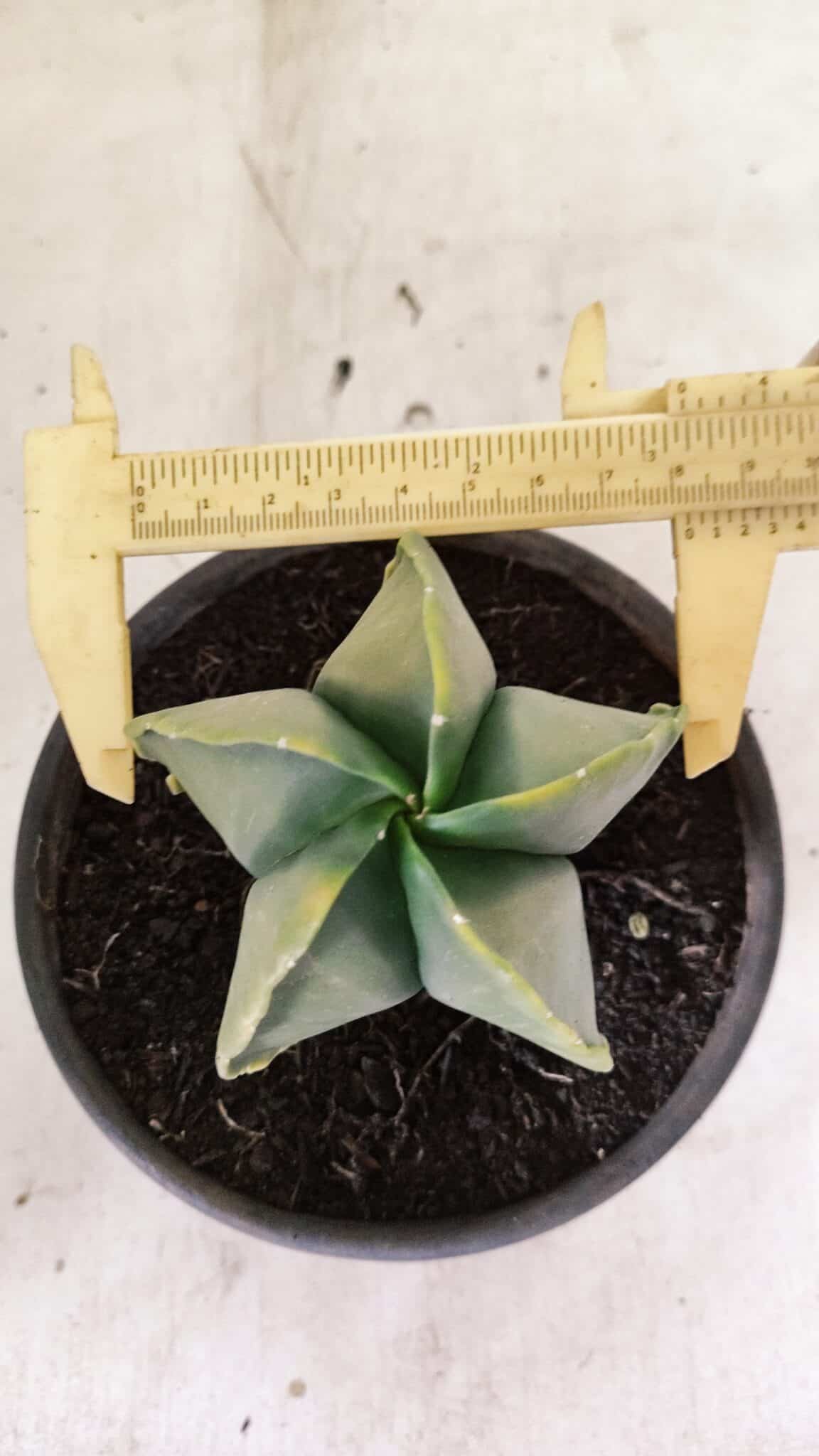 ASTROPHYTUM MYRIOSTIGMA "Variegata" Nº 1080 – vaso 15 - foto 5