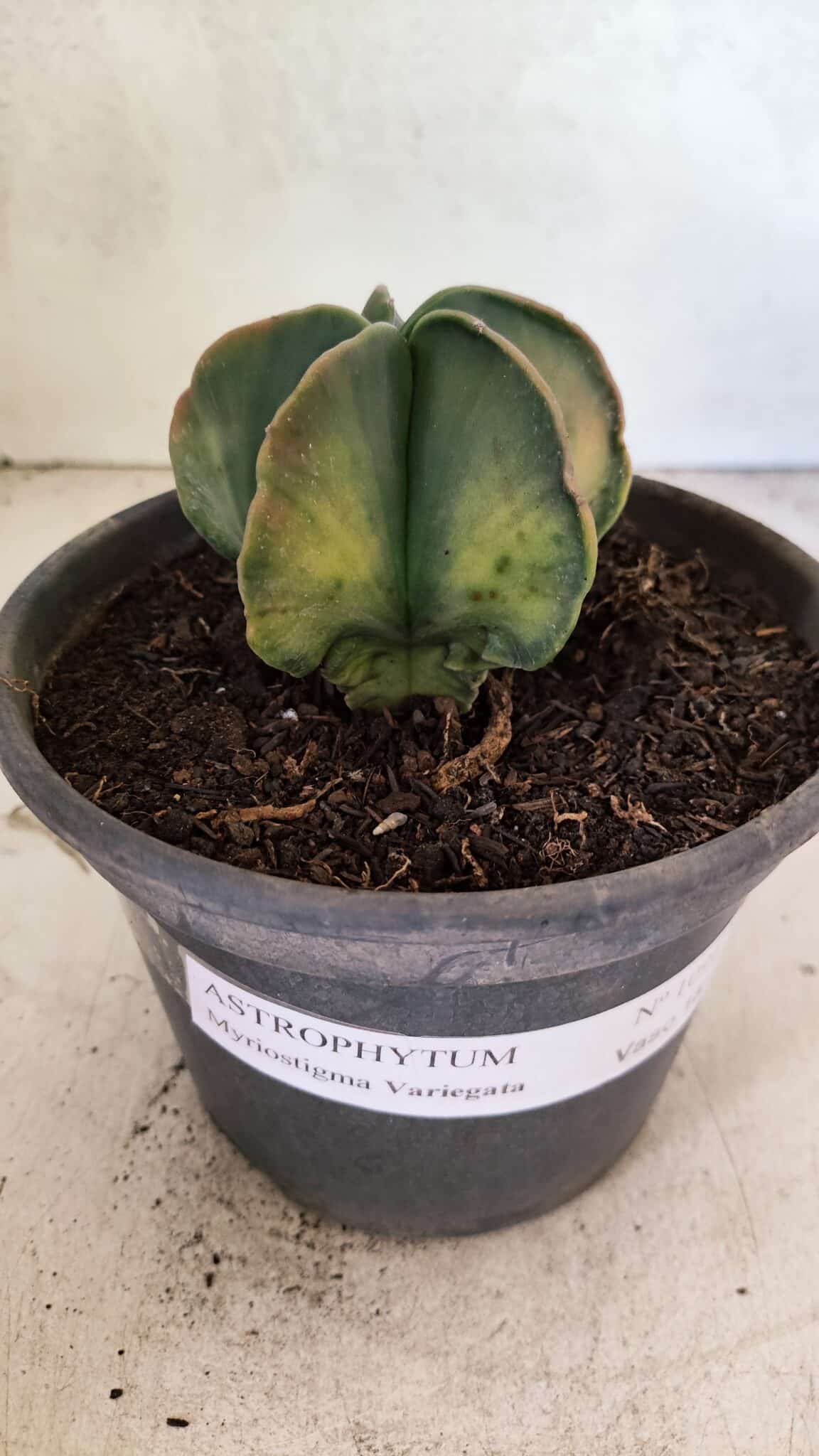 ASTROPHYTUM Myriostigma "Variegata" Nº 1091 – vaso 15 - foto 2