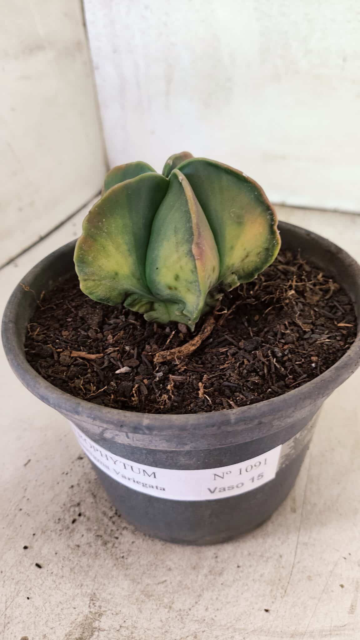 ASTROPHYTUM Myriostigma "Variegata" Nº 1091 – vaso 15 - foto 8