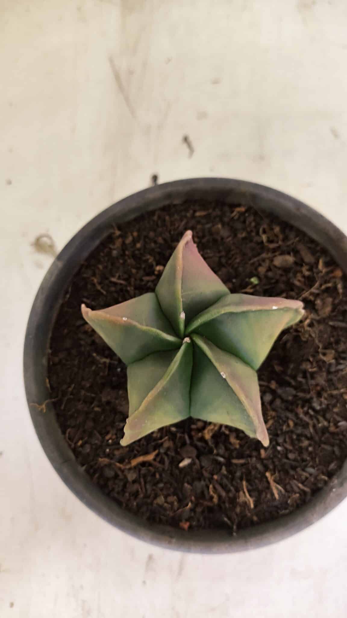 ASTROPHYTUM Myriostigma "Variegata" Nº 1091 – vaso 15 - foto 3