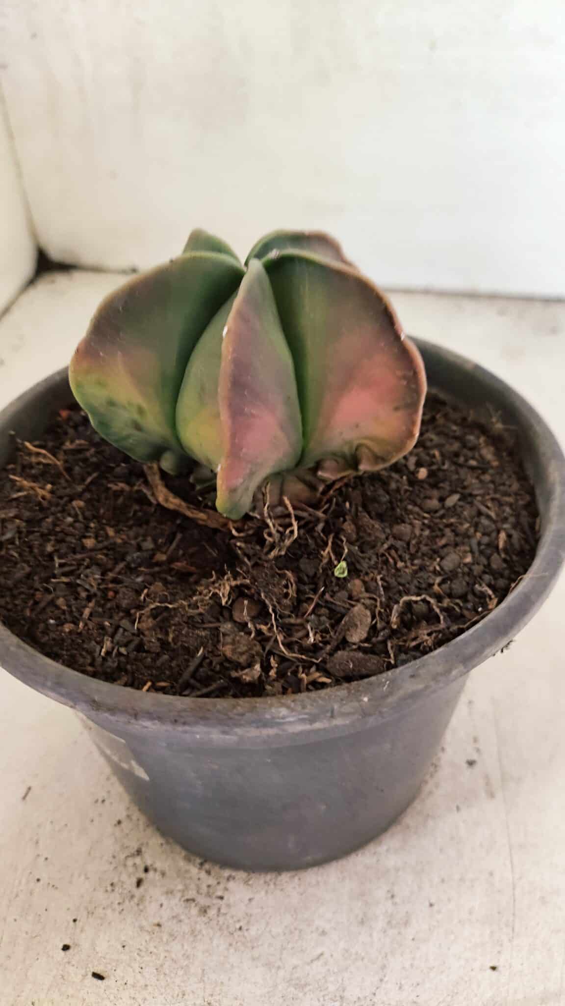 ASTROPHYTUM Myriostigma "Variegata" Nº 1091 – vaso 15 - foto 7