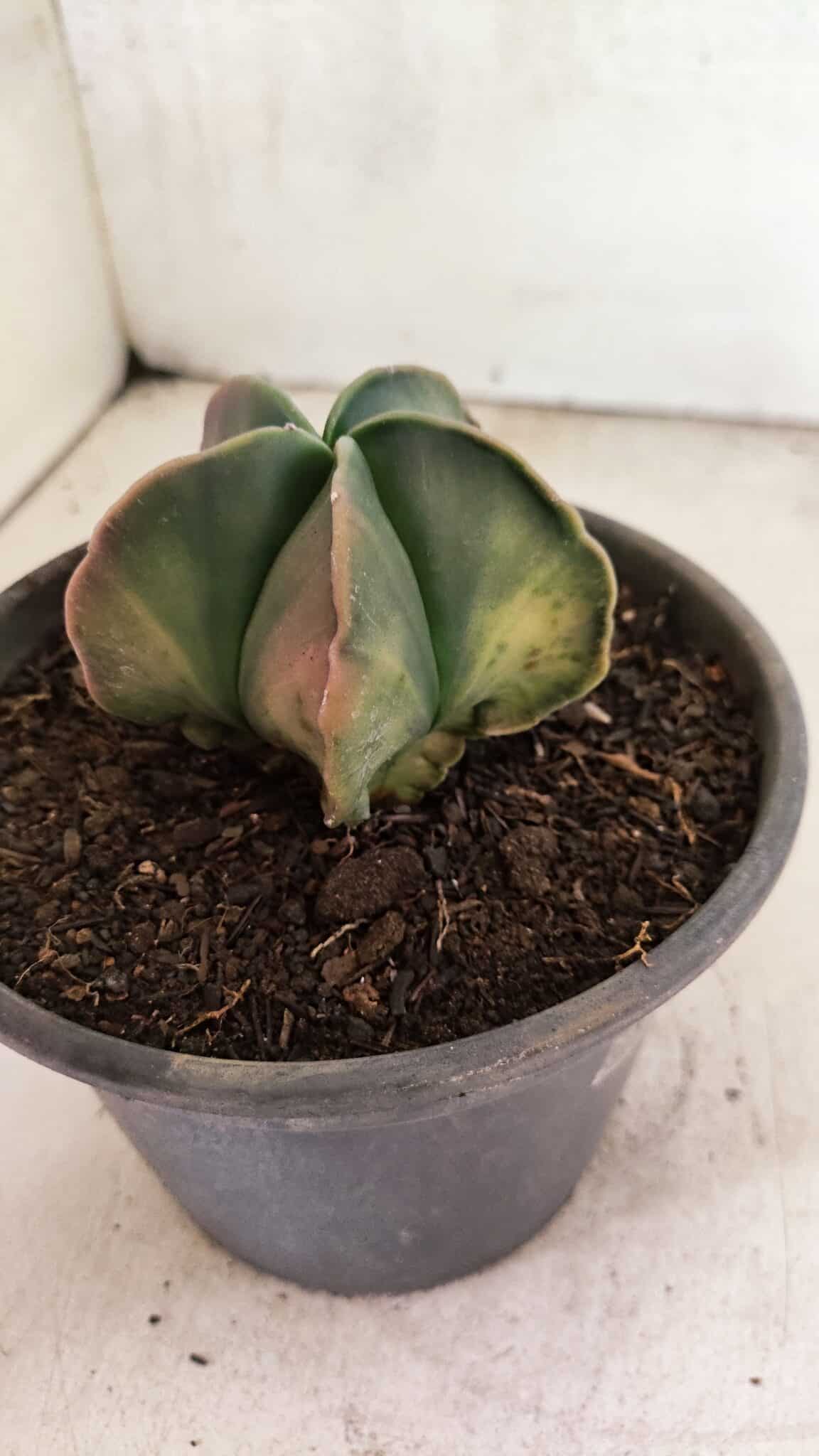 ASTROPHYTUM Myriostigma "Variegata" Nº 1091 – vaso 15 - foto 6