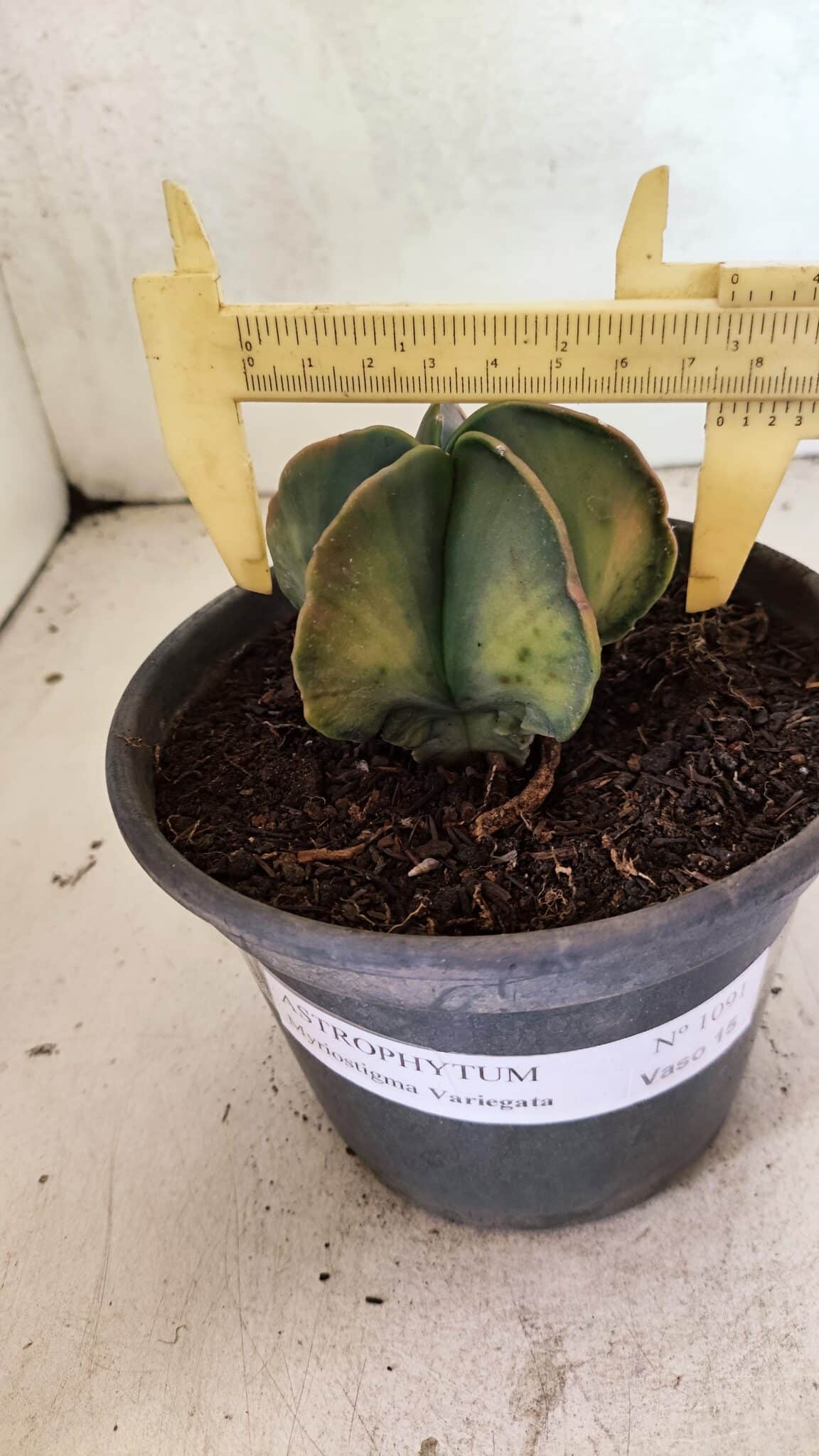 ASTROPHYTUM Myriostigma "Variegata" Nº 1091 – vaso 15 - foto 5