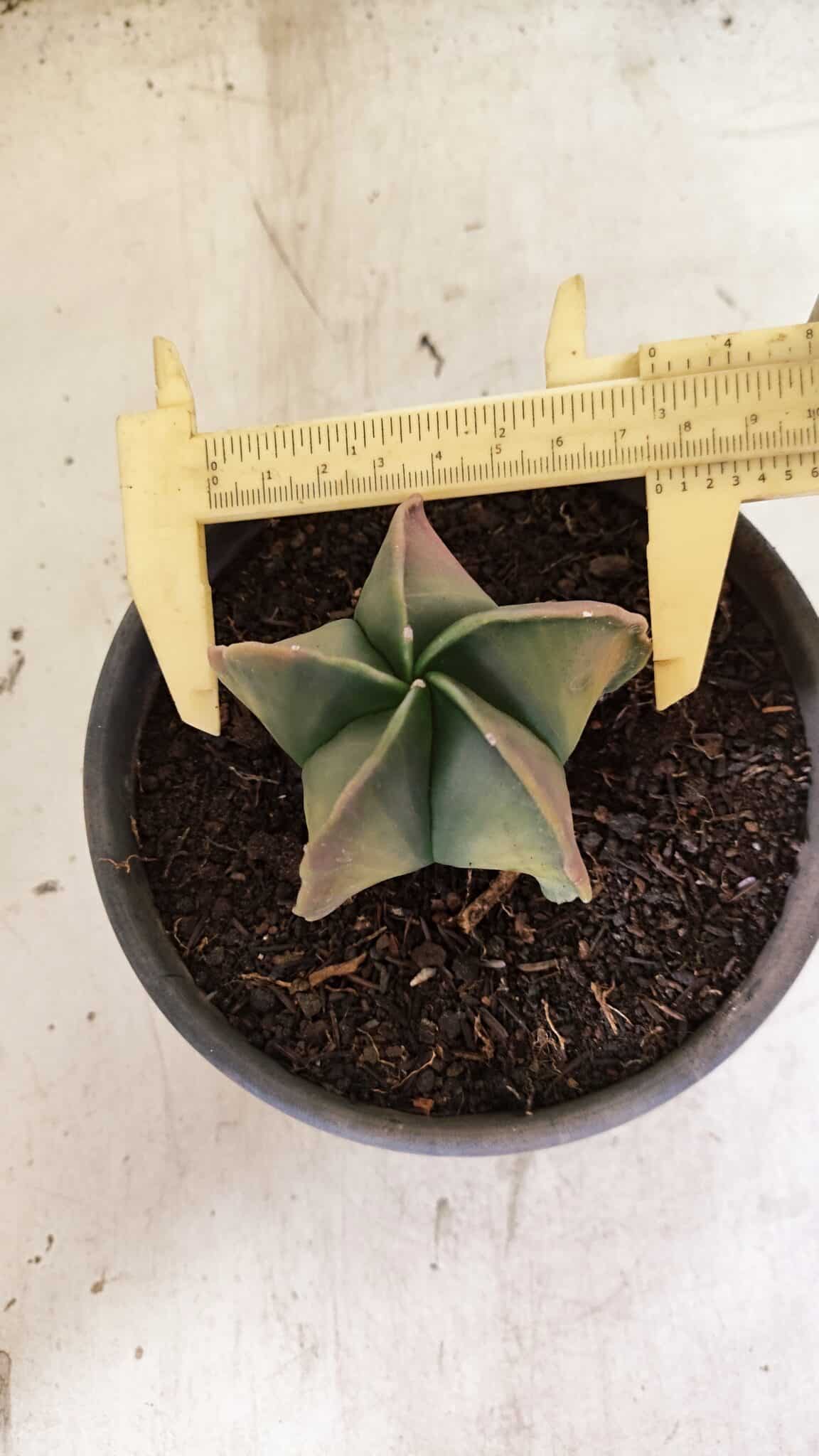 ASTROPHYTUM Myriostigma "Variegata" Nº 1091 – vaso 15 - foto 4