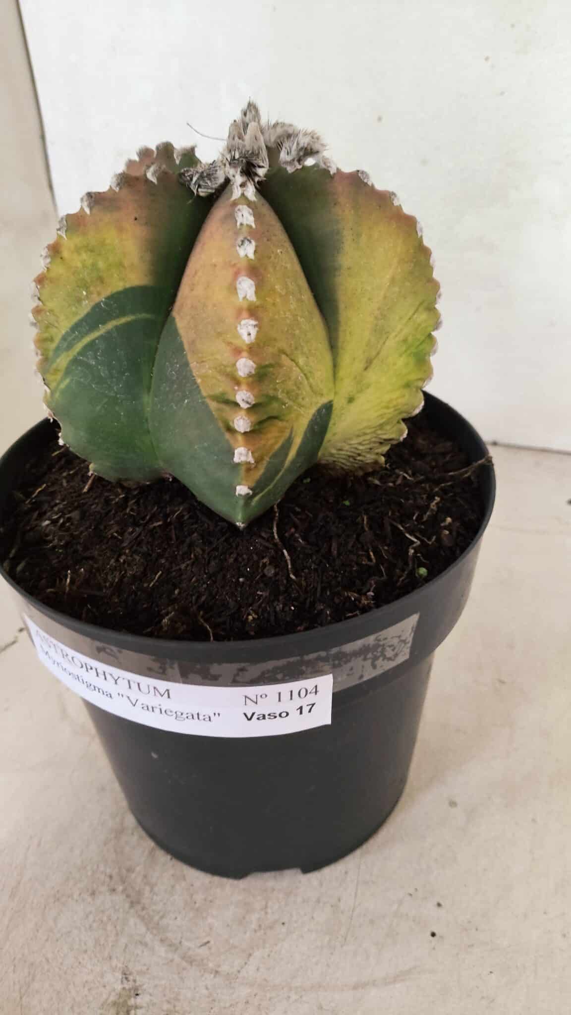 ASTROPHYTUM MYRIOSTIGMA "Variegata" Nº 1104 – vaso 17 - foto 10