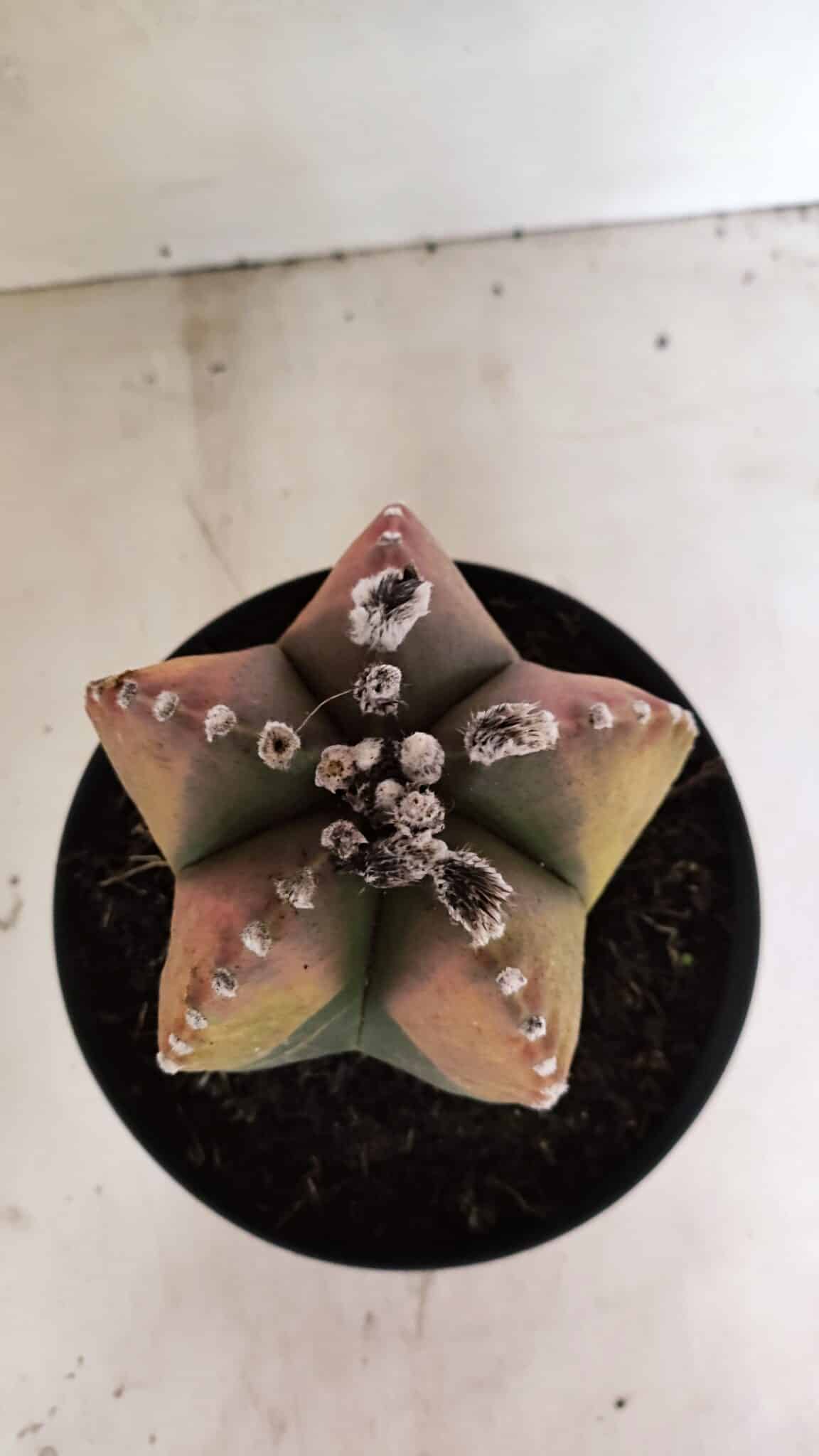ASTROPHYTUM MYRIOSTIGMA "Variegata" Nº 1104 – vaso 17 - foto 3