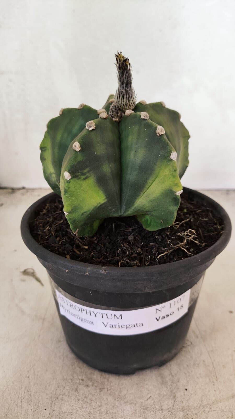 ASTROPHYTUM Myriostigma "Variegata" Nº 1107 – vaso 15 - foto 2