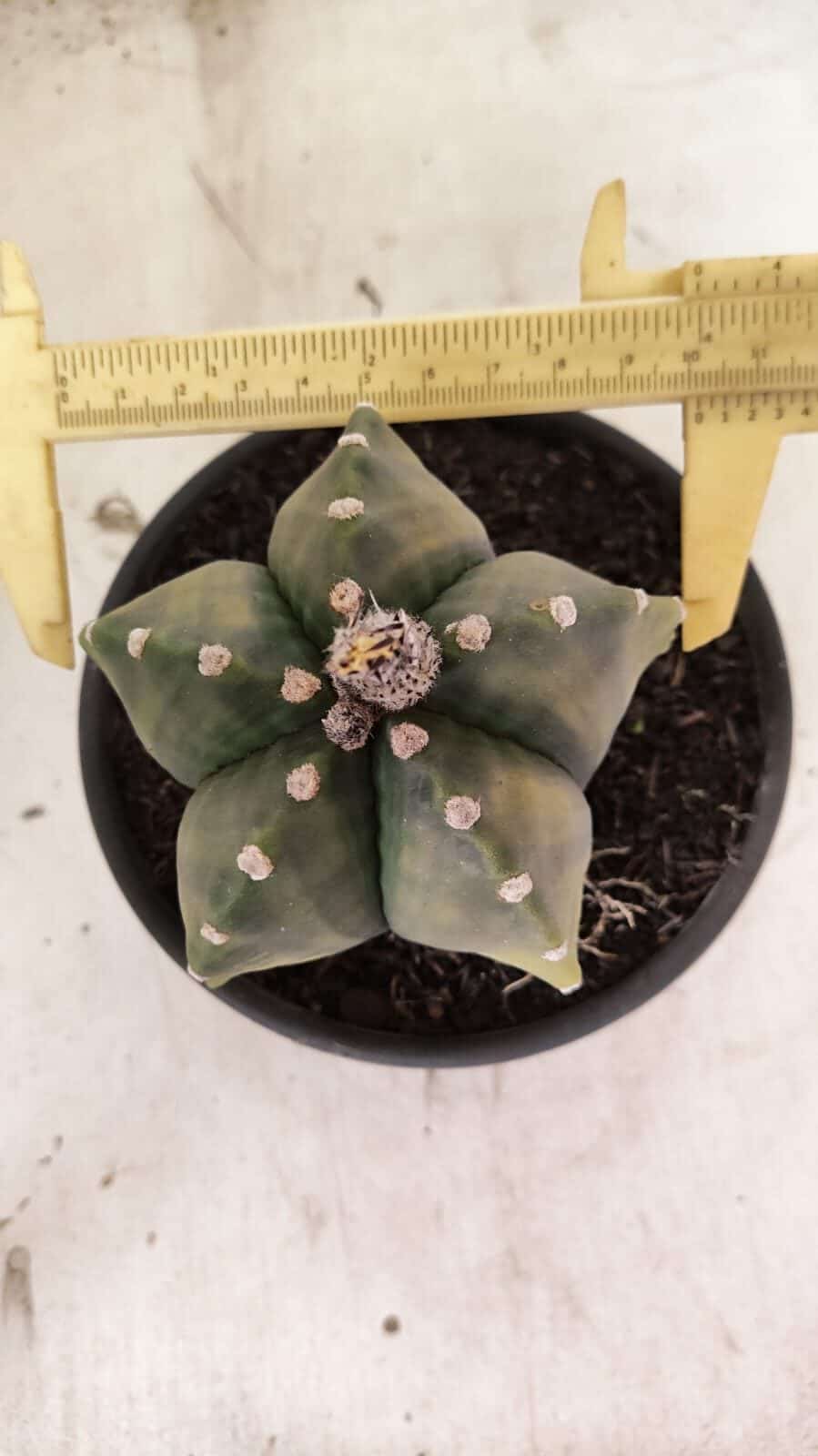 ASTROPHYTUM Myriostigma "Variegata" Nº 1107 – vaso 15 - foto 5