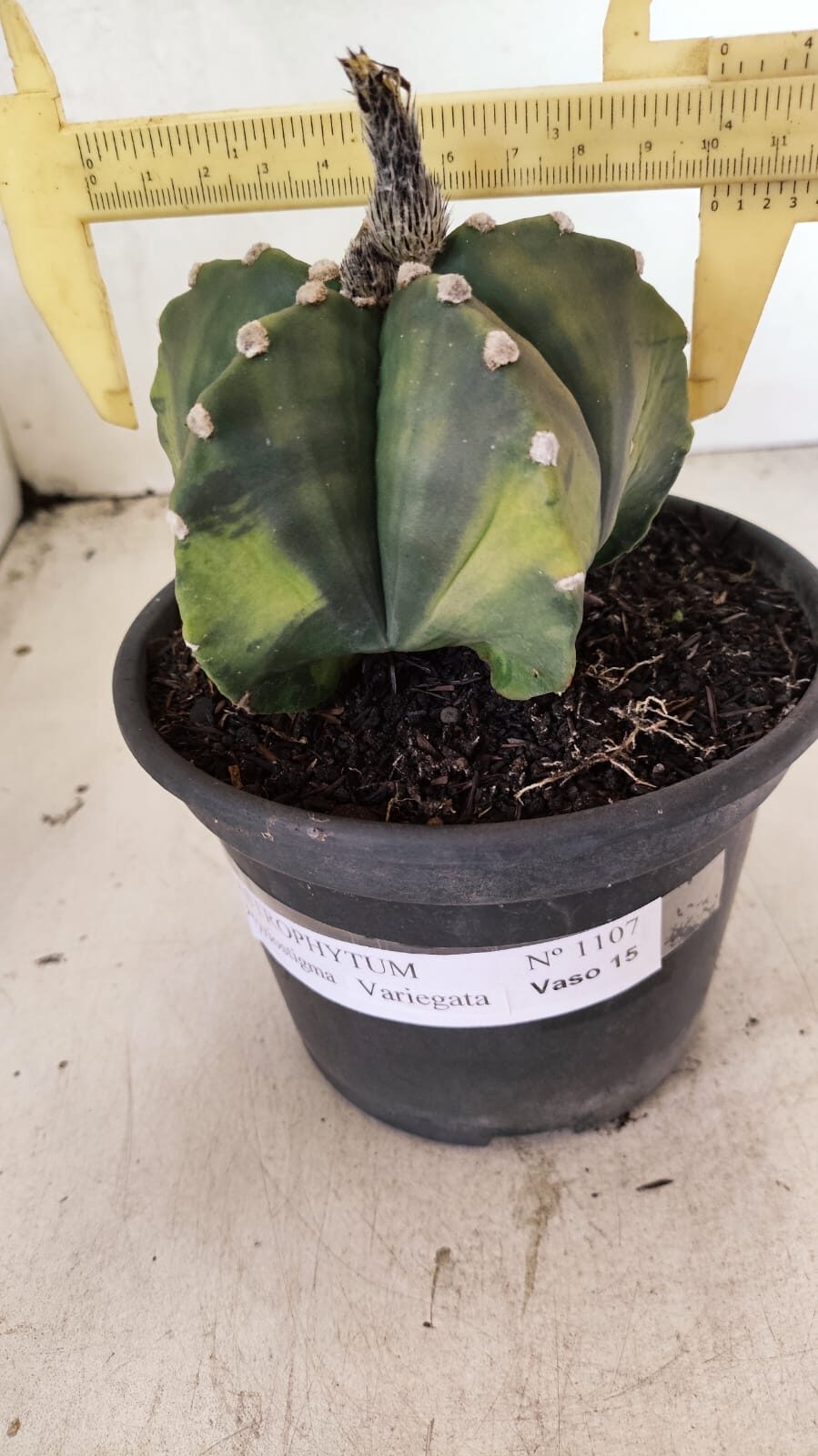 ASTROPHYTUM Myriostigma "Variegata" Nº 1107 – vaso 15 - foto 4