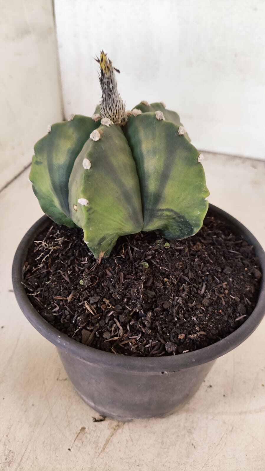 ASTROPHYTUM Myriostigma "Variegata" Nº 1107 – vaso 15 - foto 7