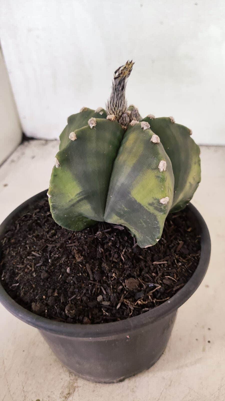 ASTROPHYTUM Myriostigma "Variegata" Nº 1107 – vaso 15 - foto 9