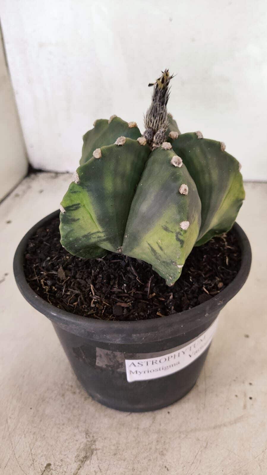ASTROPHYTUM Myriostigma "Variegata" Nº 1107 – vaso 15 - foto 8