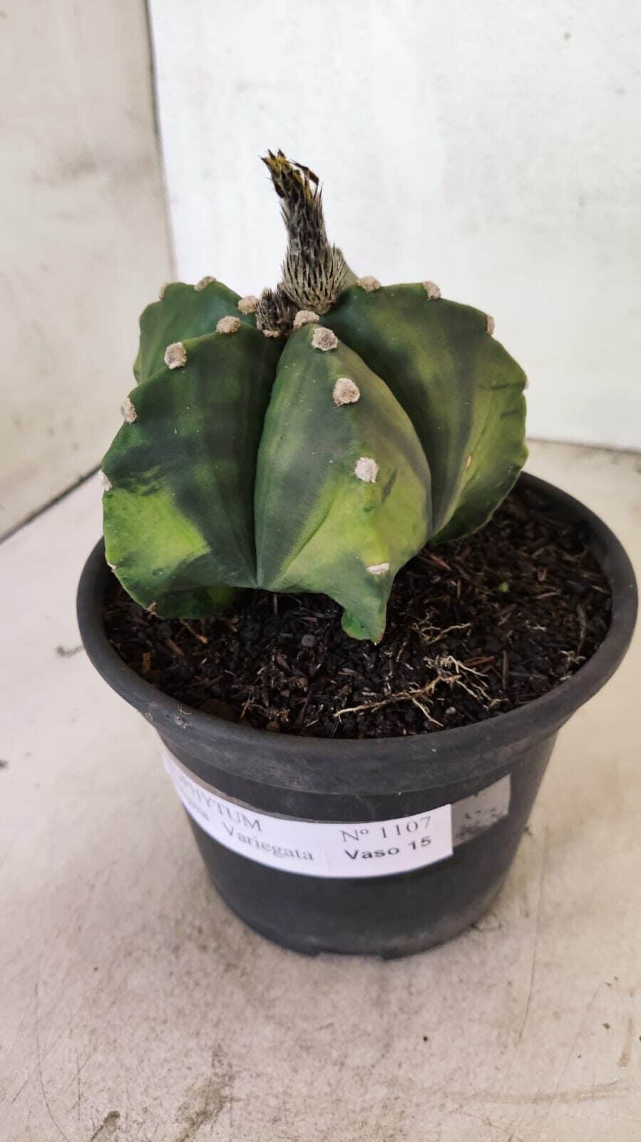 ASTROPHYTUM Myriostigma "Variegata" Nº 1107 – vaso 15 - foto 6