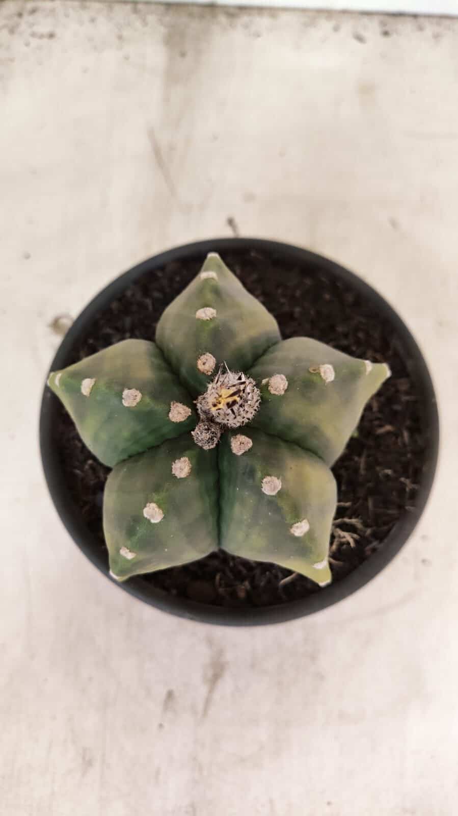 ASTROPHYTUM Myriostigma "Variegata" Nº 1107 – vaso 15 - foto 3