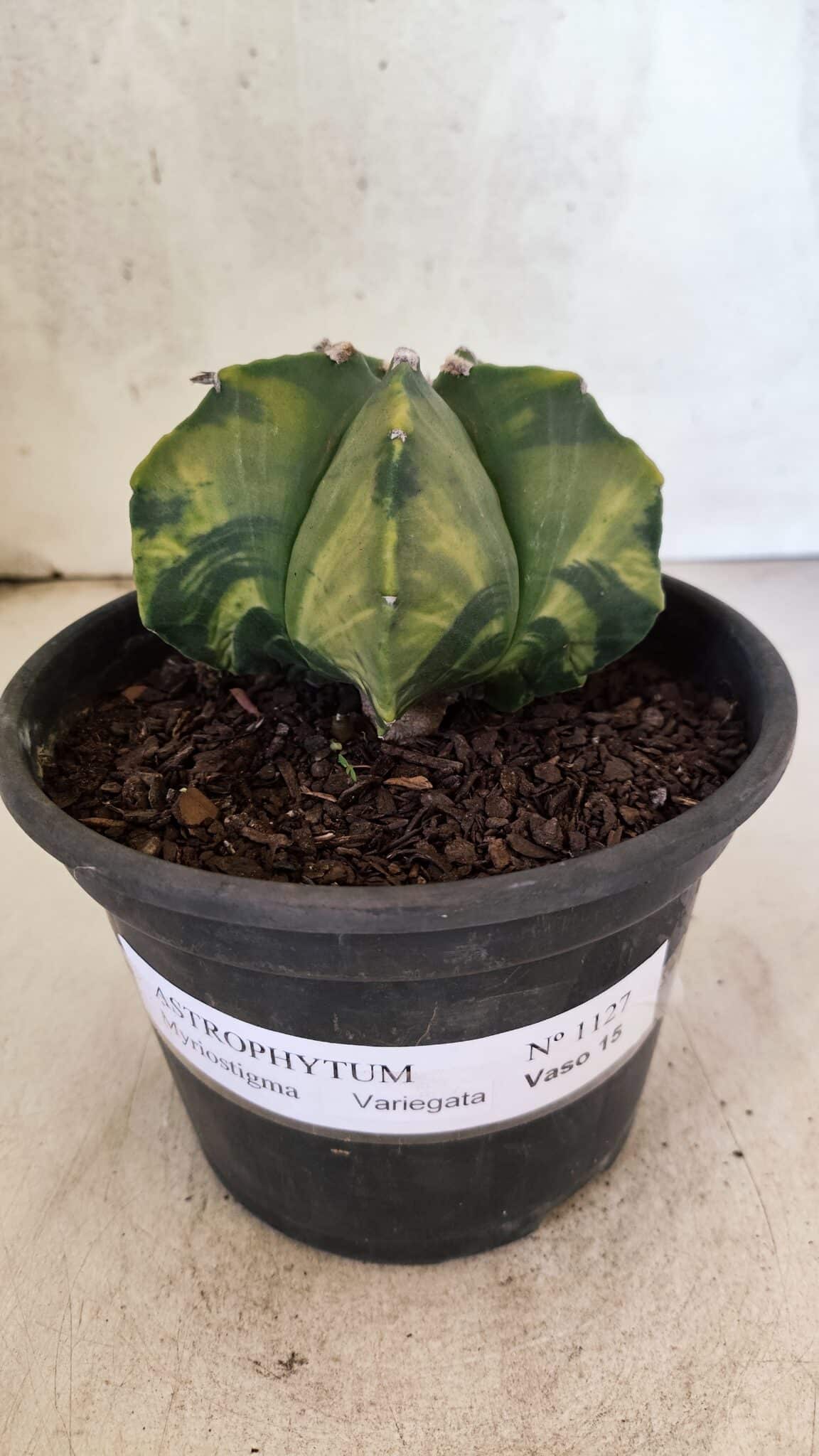 MATRIZ ASTROPHYTUM Myriostigma "Variegata" Nº 1127 – vaso 15 - foto 2