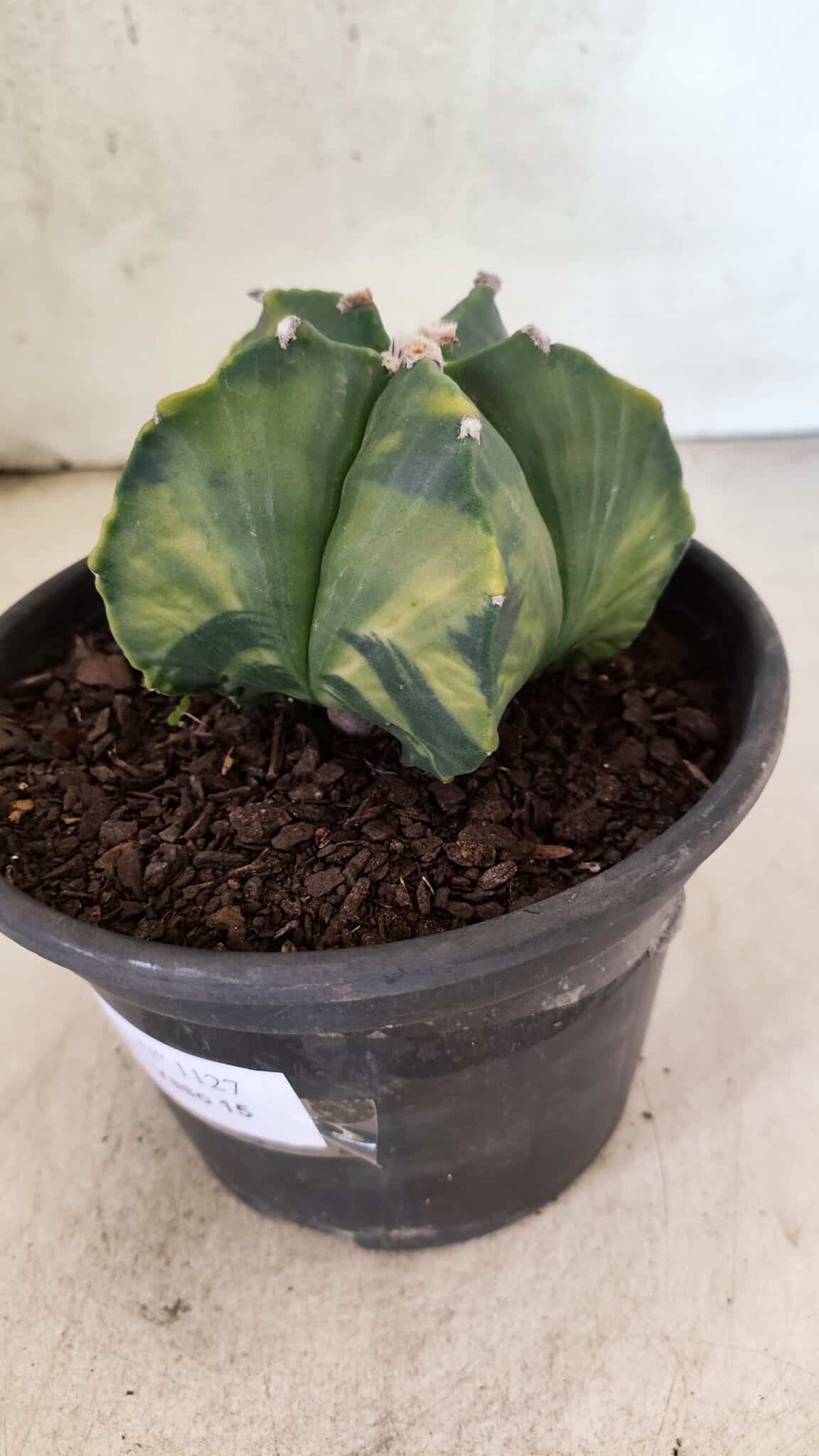 MATRIZ ASTROPHYTUM Myriostigma "Variegata" Nº 1127 – vaso 15 - foto 9